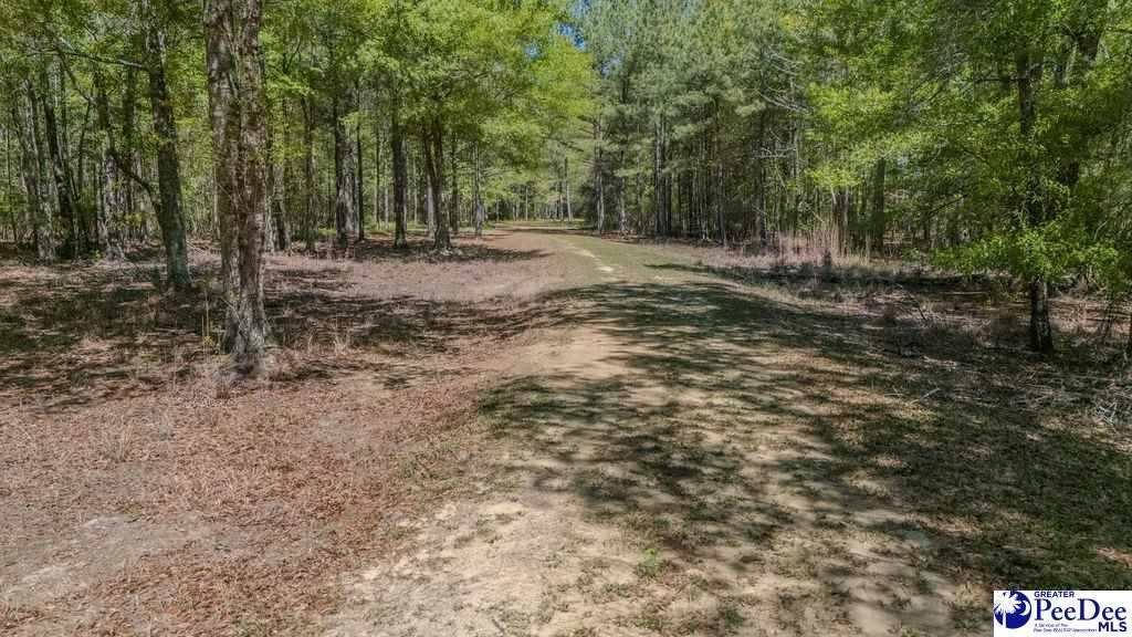 1315 Hill Harrell Road, Effingham, South Carolina, 29541-3179, United States, ,Land,For Sale,1315 Hill Harrell Road,1501598