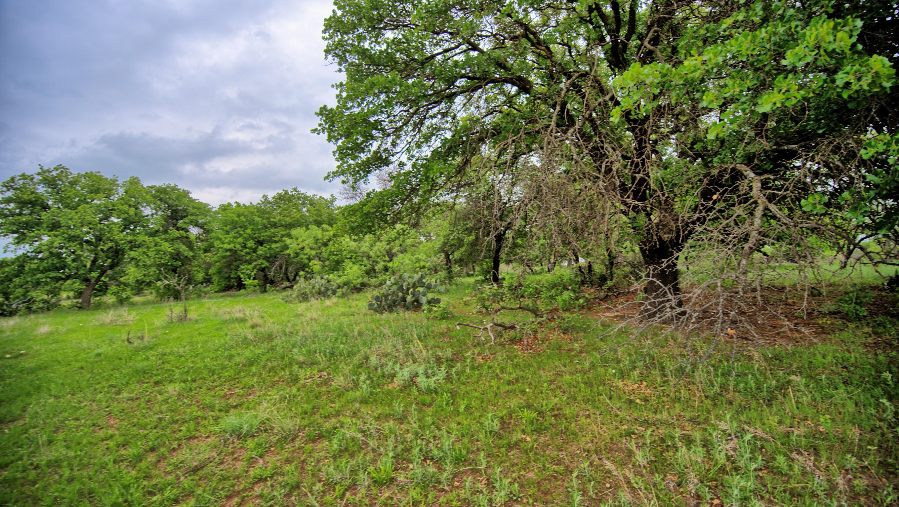  95 Acres in Clay County - 物件實景
