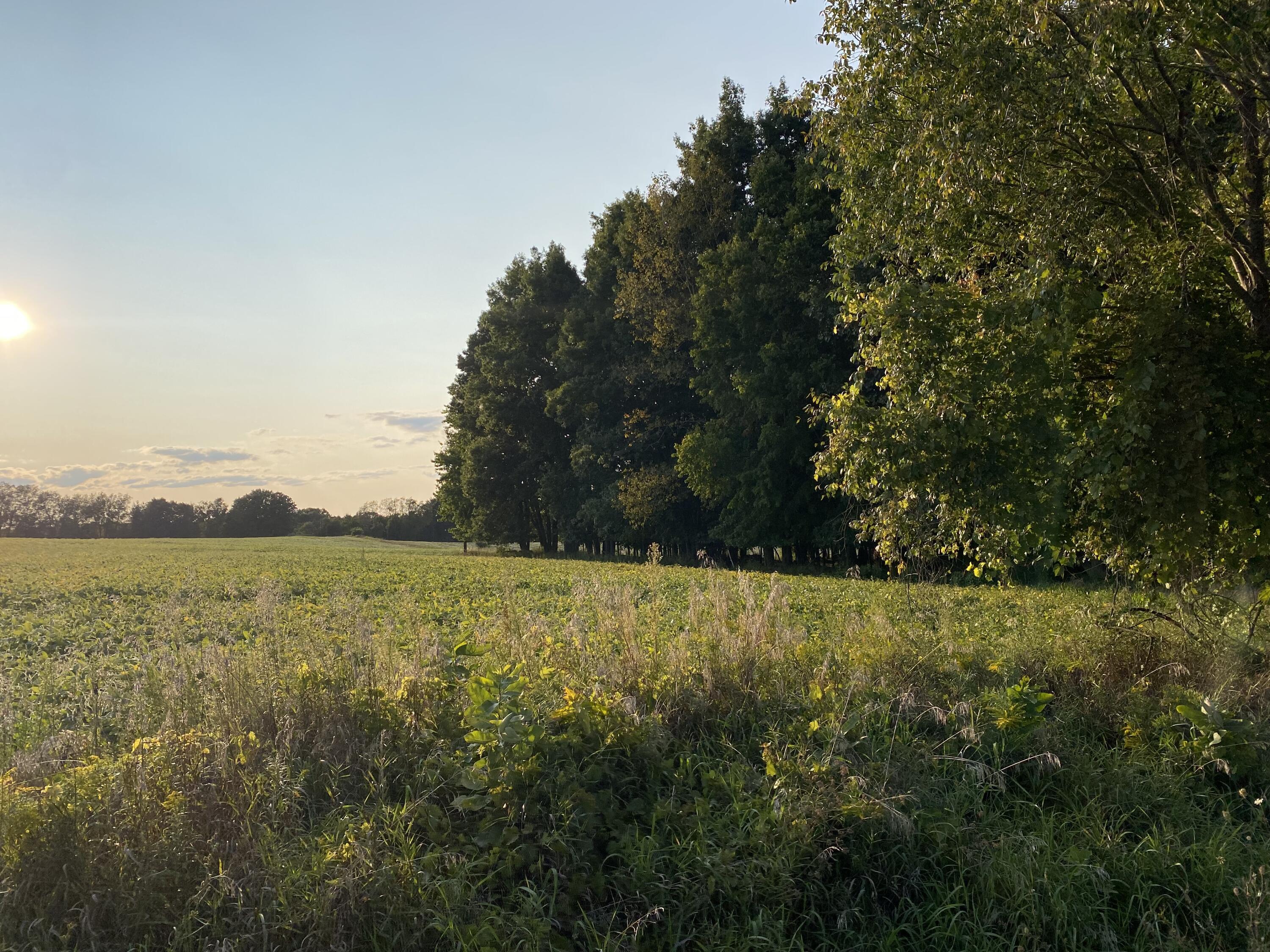 Lakeview, Michigan, 48850, United States, ,Land,For Sale,1942163