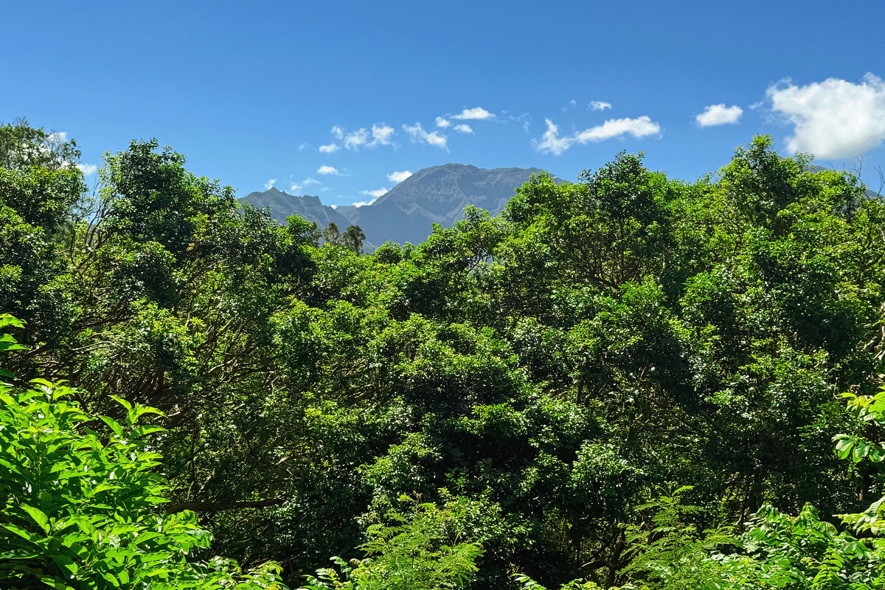  5301 Ka Haku Rd. Unit# 101 Princeville, HI, 96722 - 物件實景