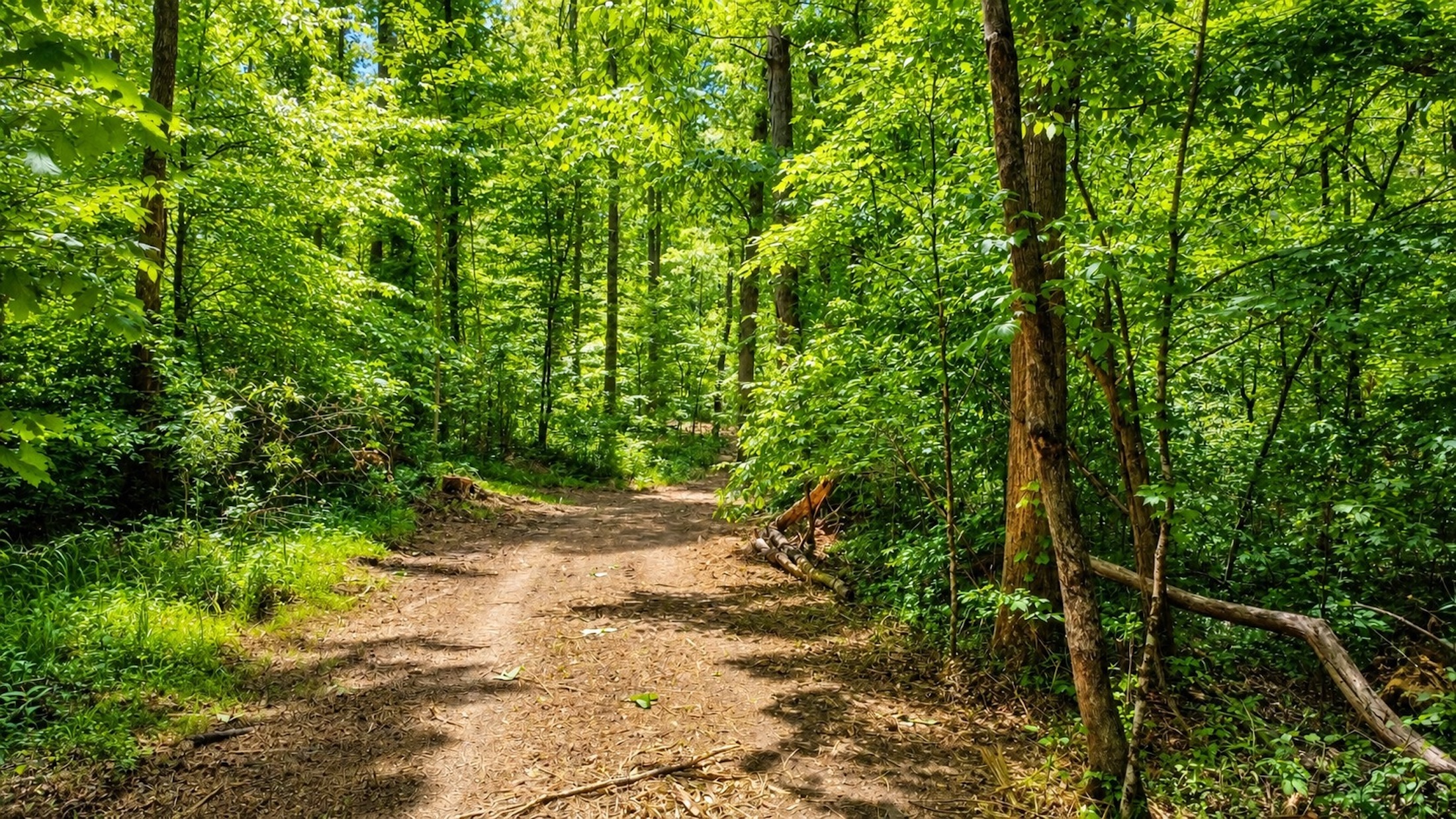  7948 Daugherty Capley Rd, Primm Springs, TN, 38476 - 物件實景