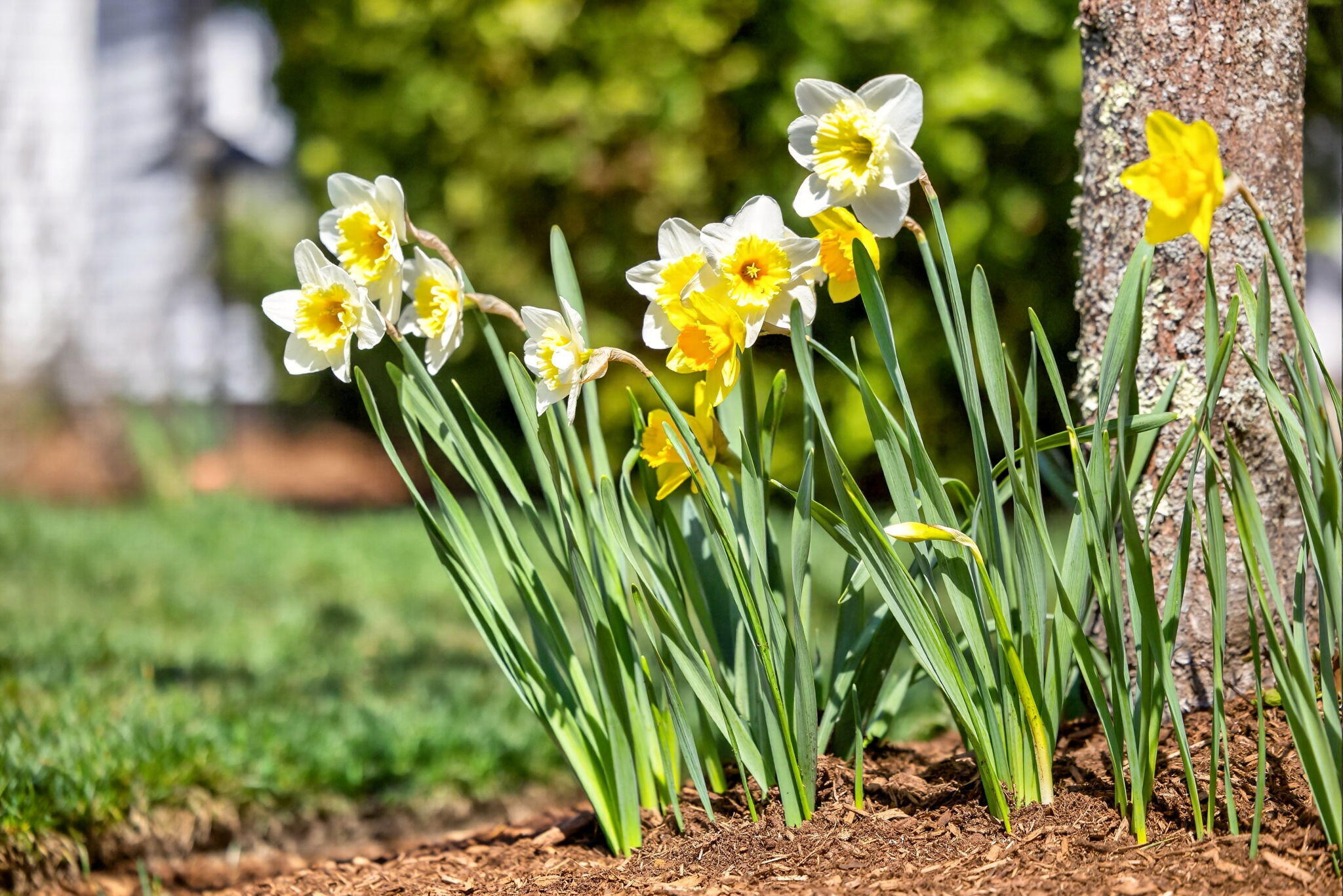  102 Waterford Drive - 物件實景