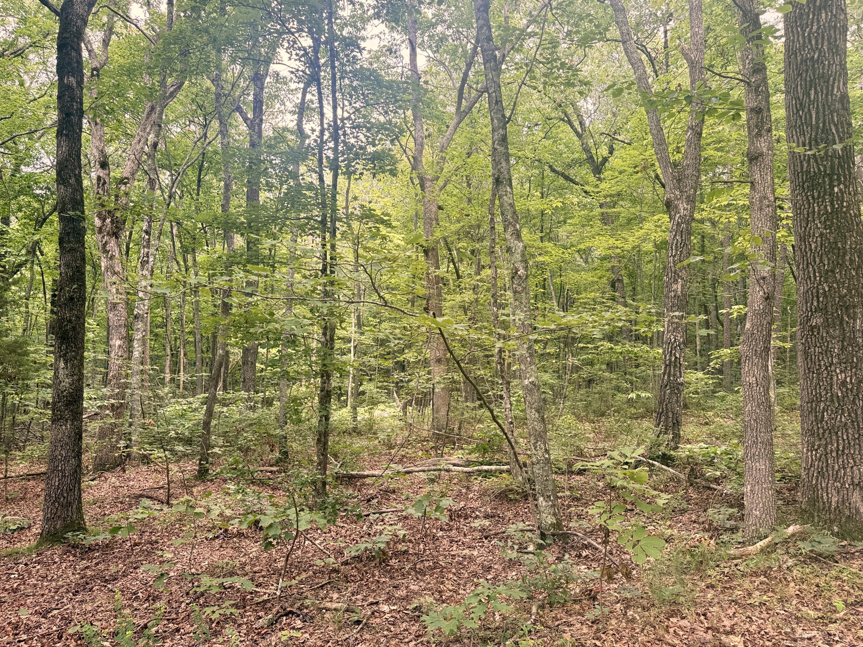 Dunlap, Tennessee, 37327, United States, ,Land,For Sale,1877286