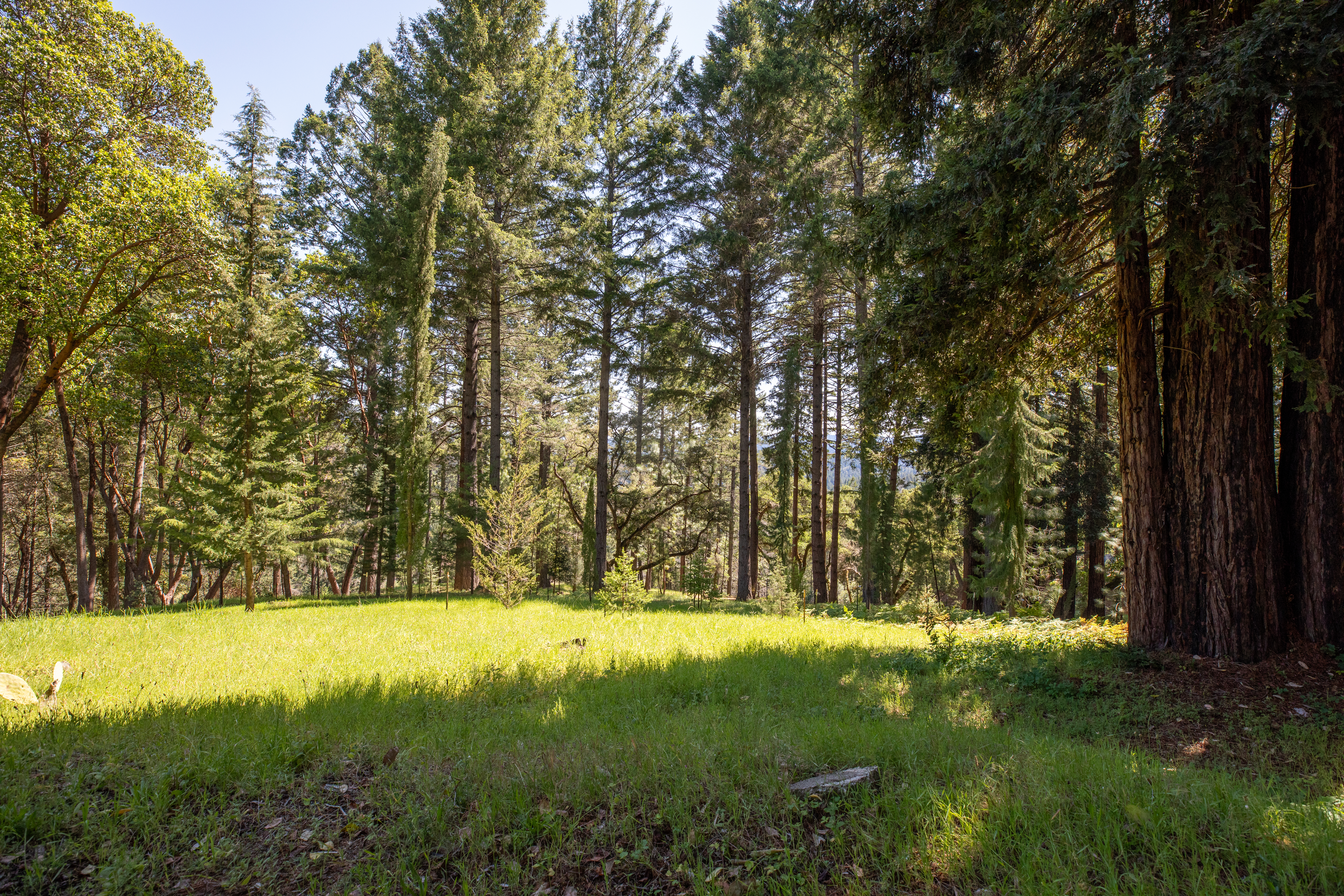  18900 Armstrong Woods Road, Guerneville, CA 95446 - 物件實景