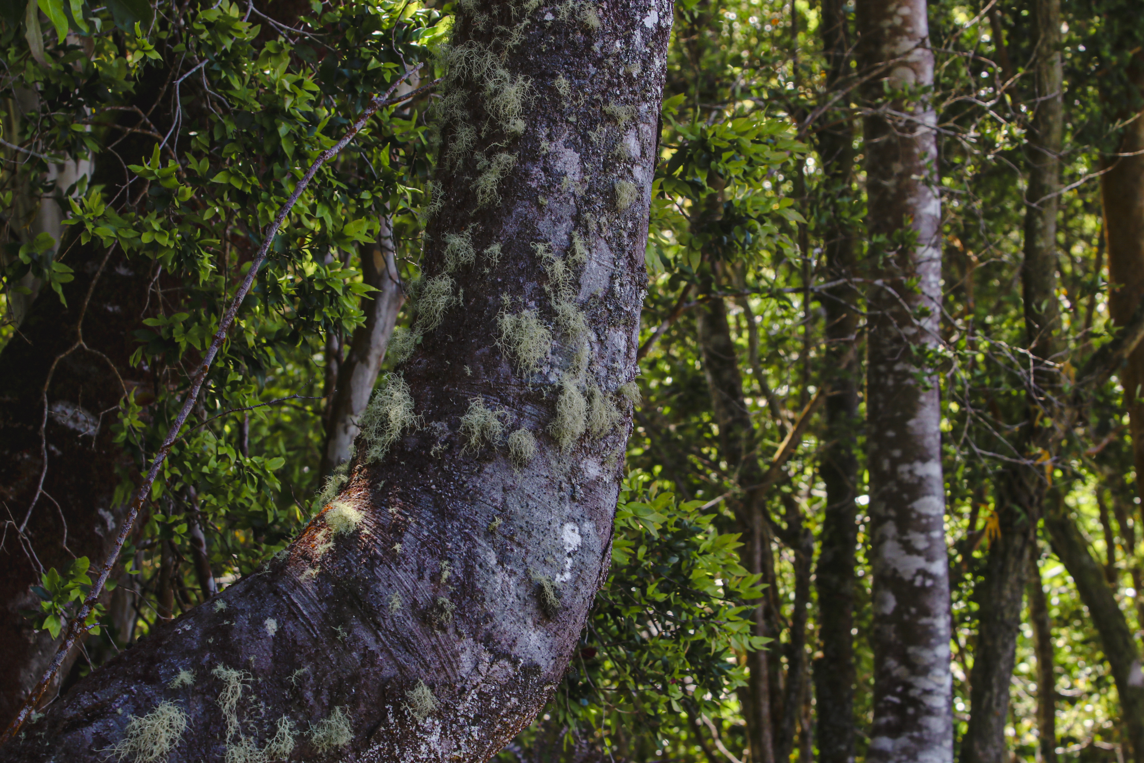  12.2-Hectare Oceanfront Property in Chiloé - 物件實景