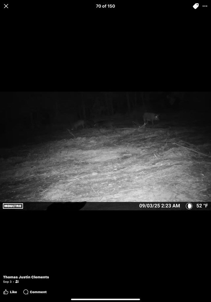 Abbeville, Georgia, 31001, United States, ,Land,For Sale,1975130