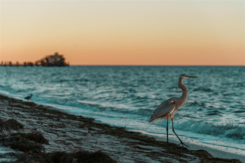 769 N Shore Drive, Anna Maria, Florida, 34216, United States, ,Land,For Sale,769 N Shore Drive,1612235