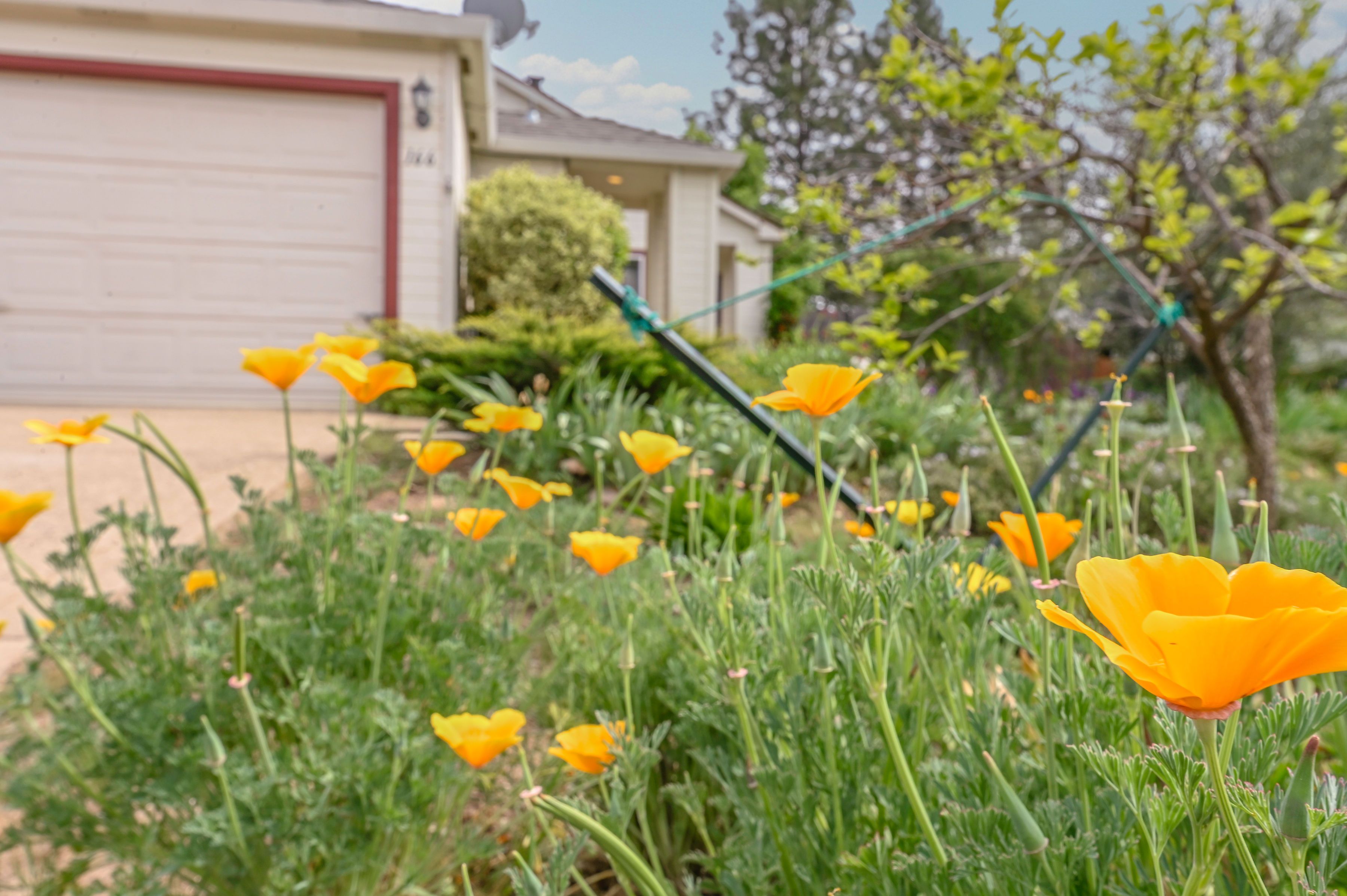  166 Placer Drive, Jackson, CA 95642 - 物件實景