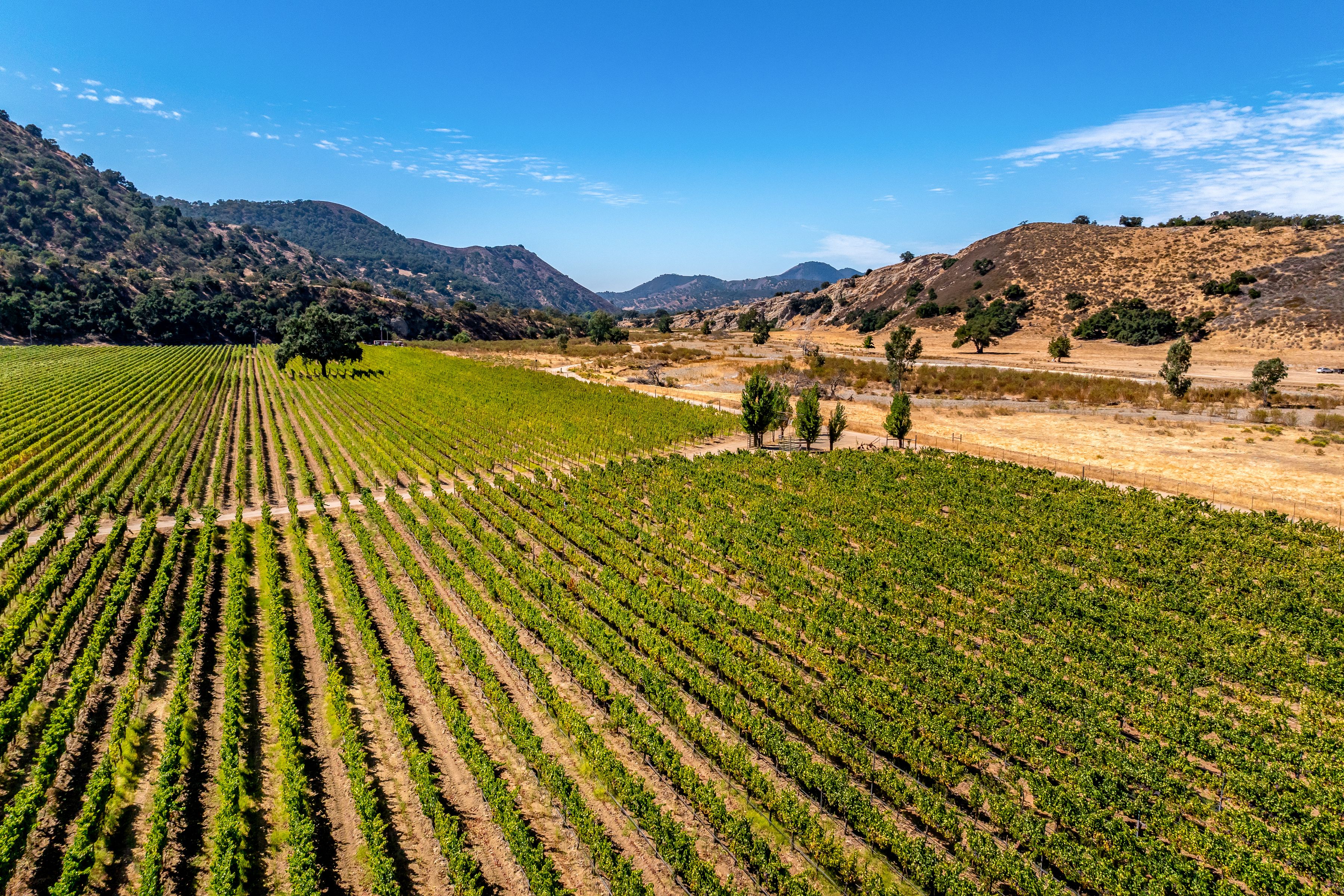  Extraordinary Vineyard Estate - 物件實景