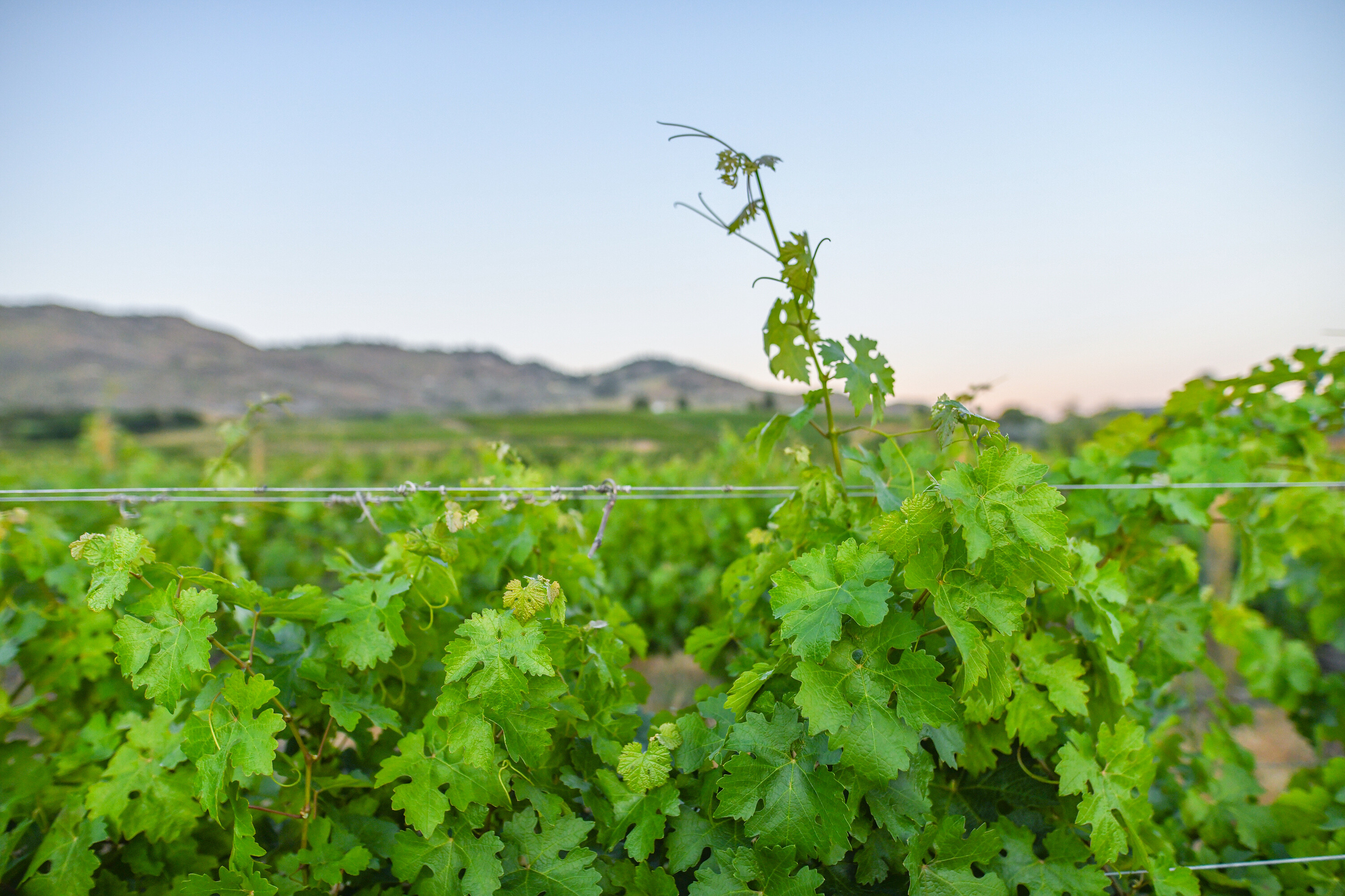  Lakefront Winery Receivership - 物件實景