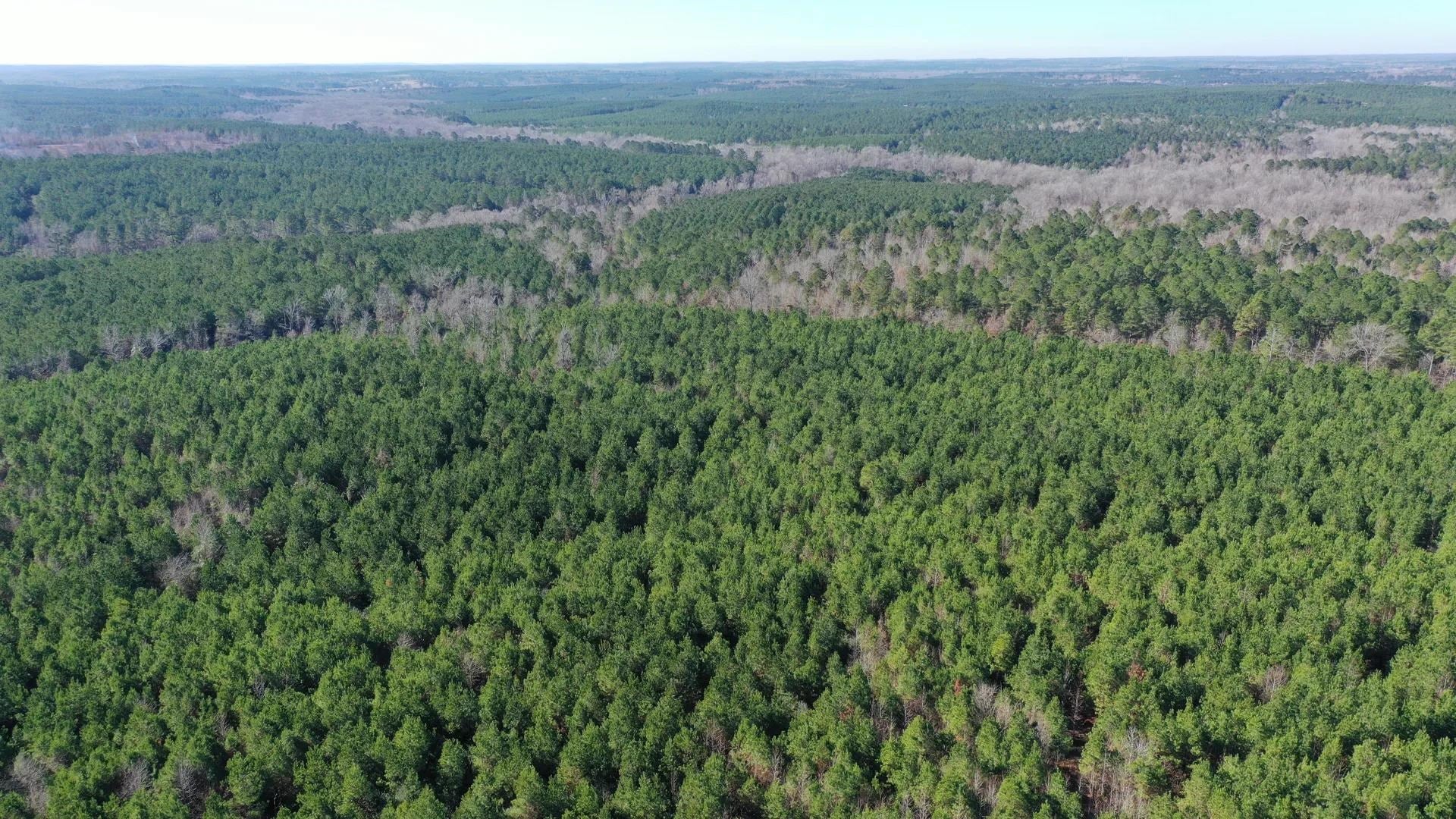 Linden, Texas, 75563, United States, ,Land,For Sale,2005293