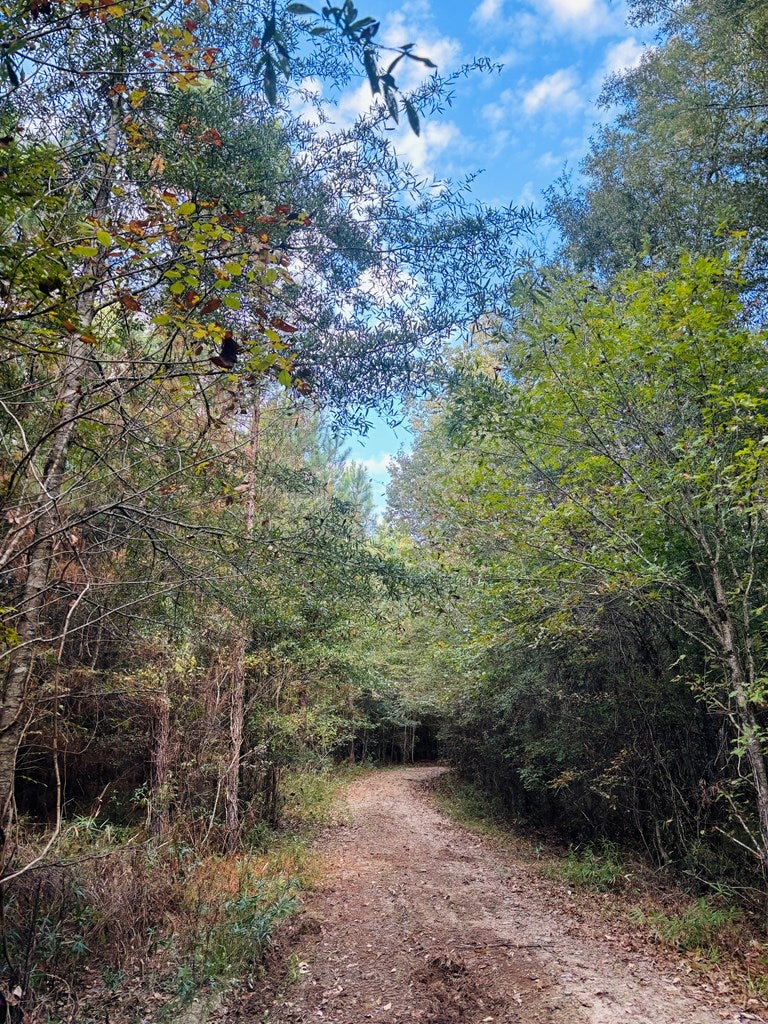 Abbeville, Georgia, 31001, United States, ,Land,For Sale,1975130