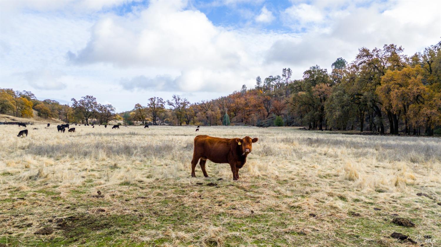 Lower Lake, California, 95457, United States, ,Land,For Sale,1976716