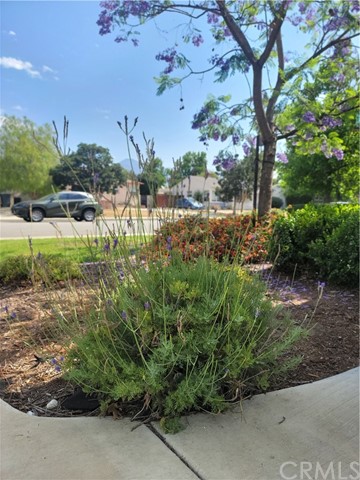 Claremont, California, 91711, United States, 3 Bedrooms Bedrooms, ,2 BathroomsBathrooms,Residential,For Sale,1935083