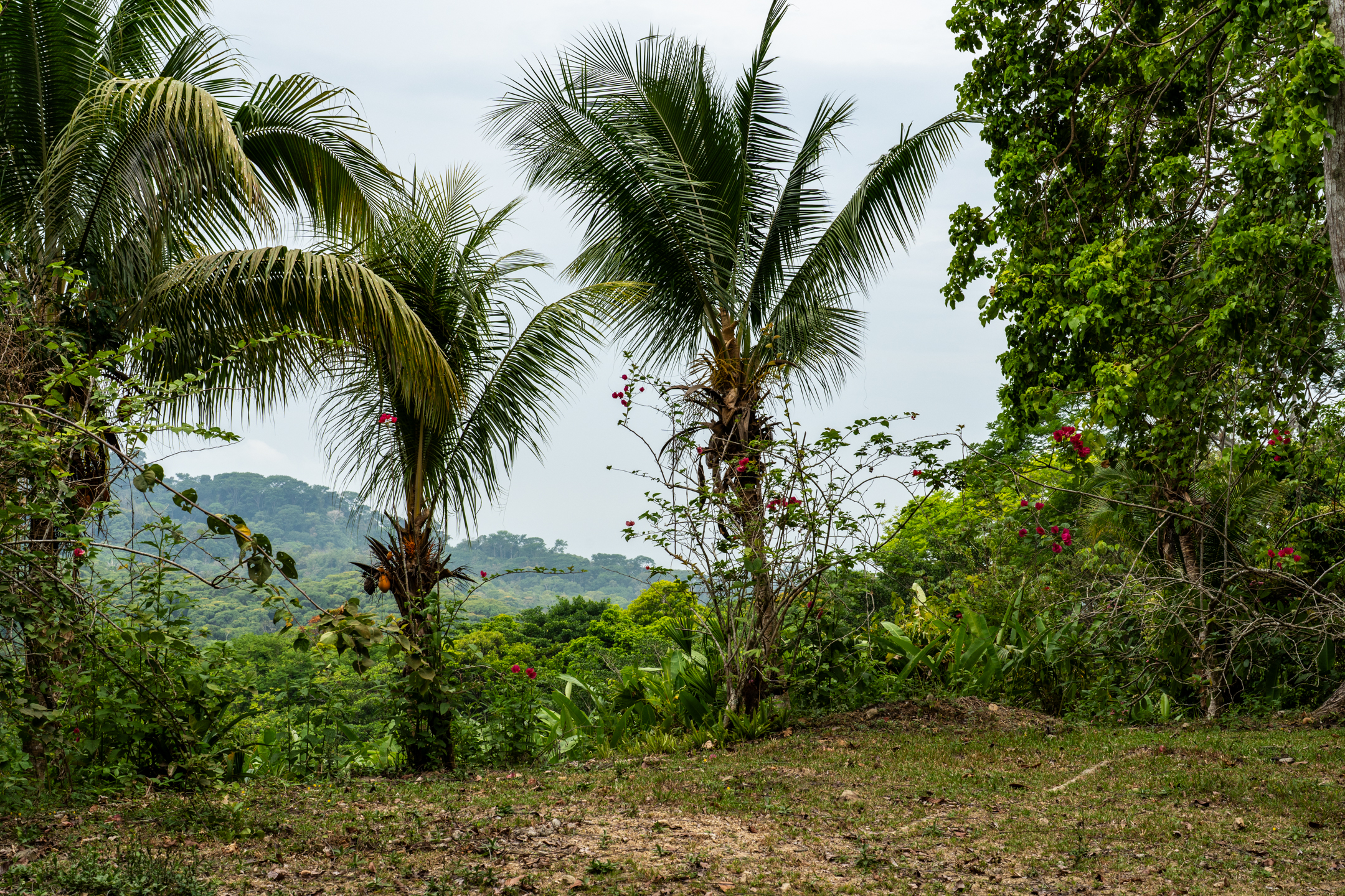 Lagunas, Dominical, Puntarenas, CR, 2 Bedrooms Bedrooms, ,1 BathroomBathrooms,Land,For Sale,Lagunas,1589118