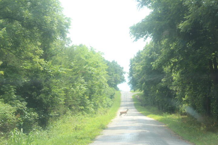 Polk, Missouri, 65727, United States, ,Land,For Sale,1980569