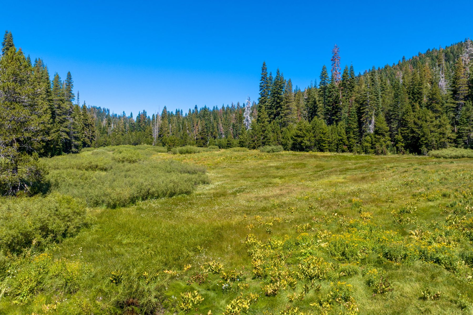  80 Acres of Pristine Land in the Middle of Plumas Eureka State Park - 物件實景