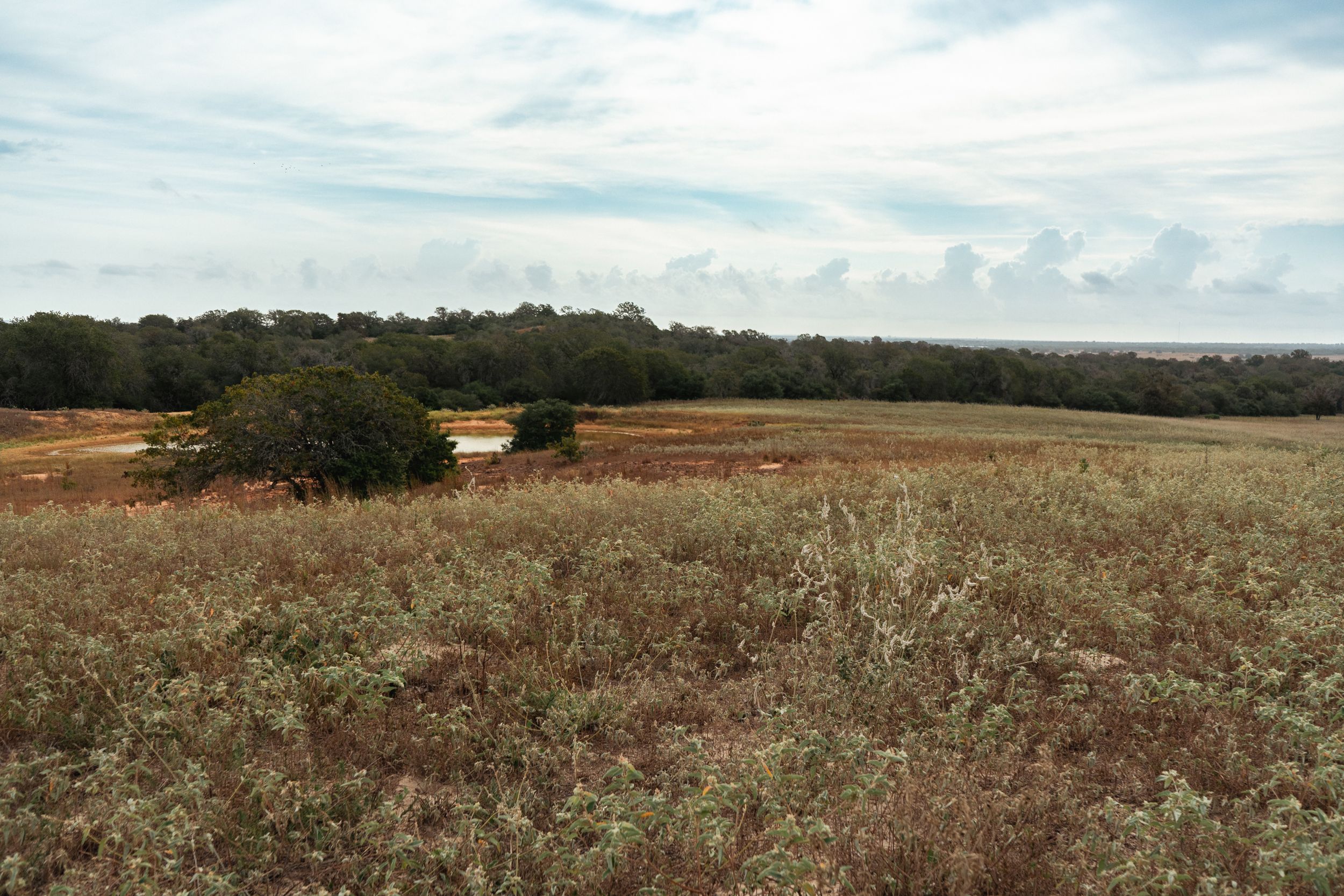  860+/- Acre PQR Ranch in Gonzales County - 物件實景