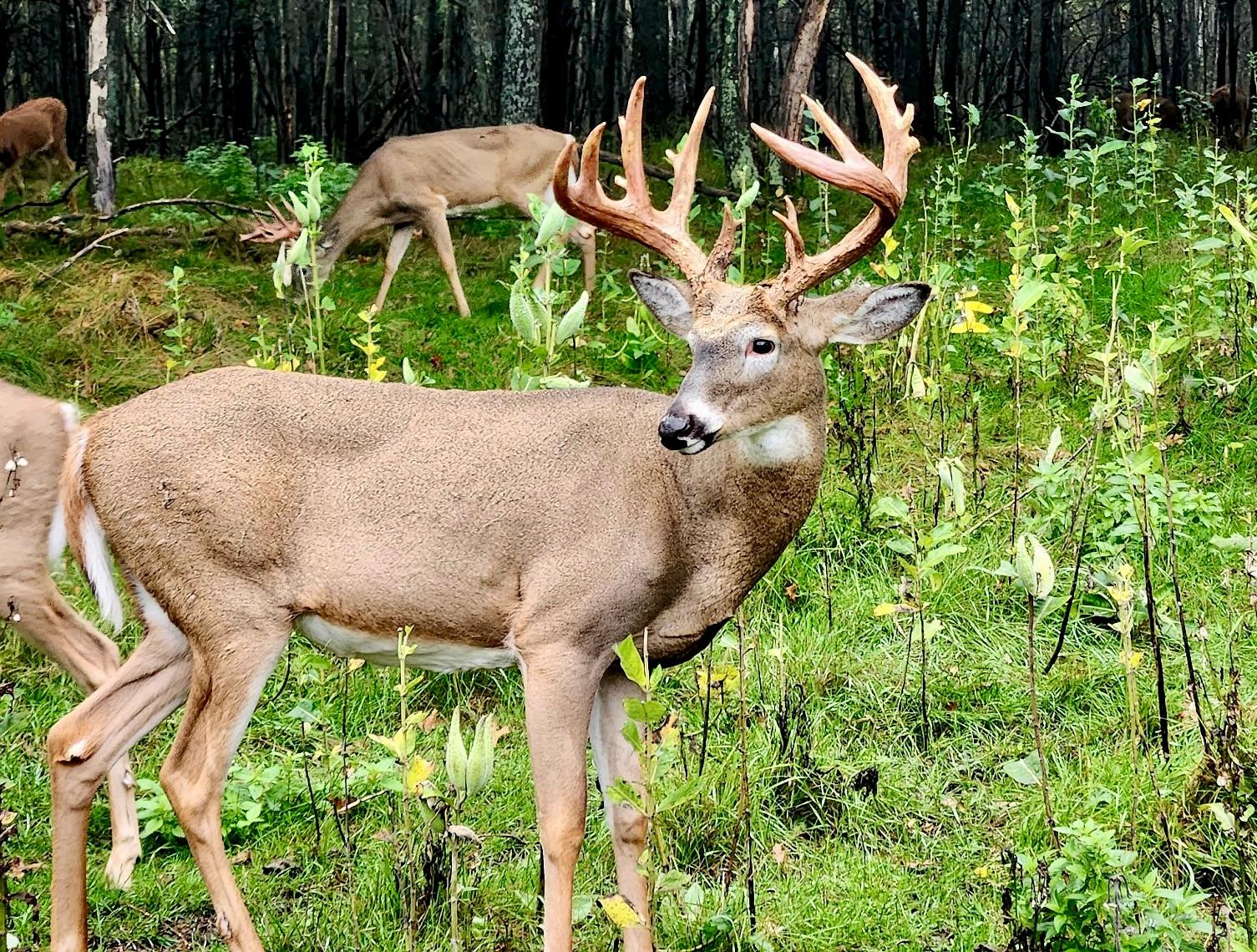 Lake Tomahawk, Wisconsin, 54487, United States, ,Residential,For Sale,1973874