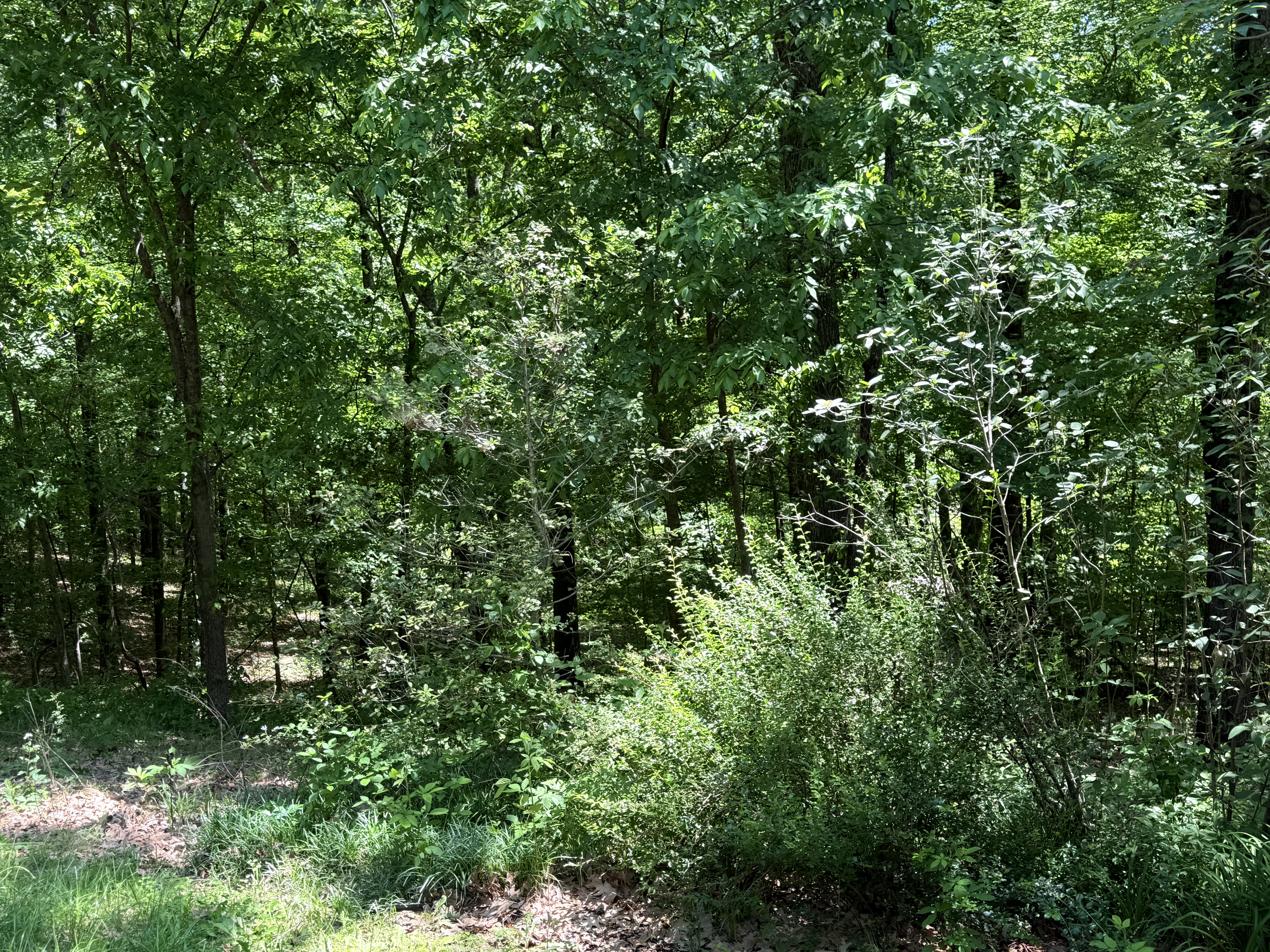 Rives, Tennessee, 38253, United States, 3 Bedrooms Bedrooms, ,2 BathroomsBathrooms,Residential,For Sale,2031987