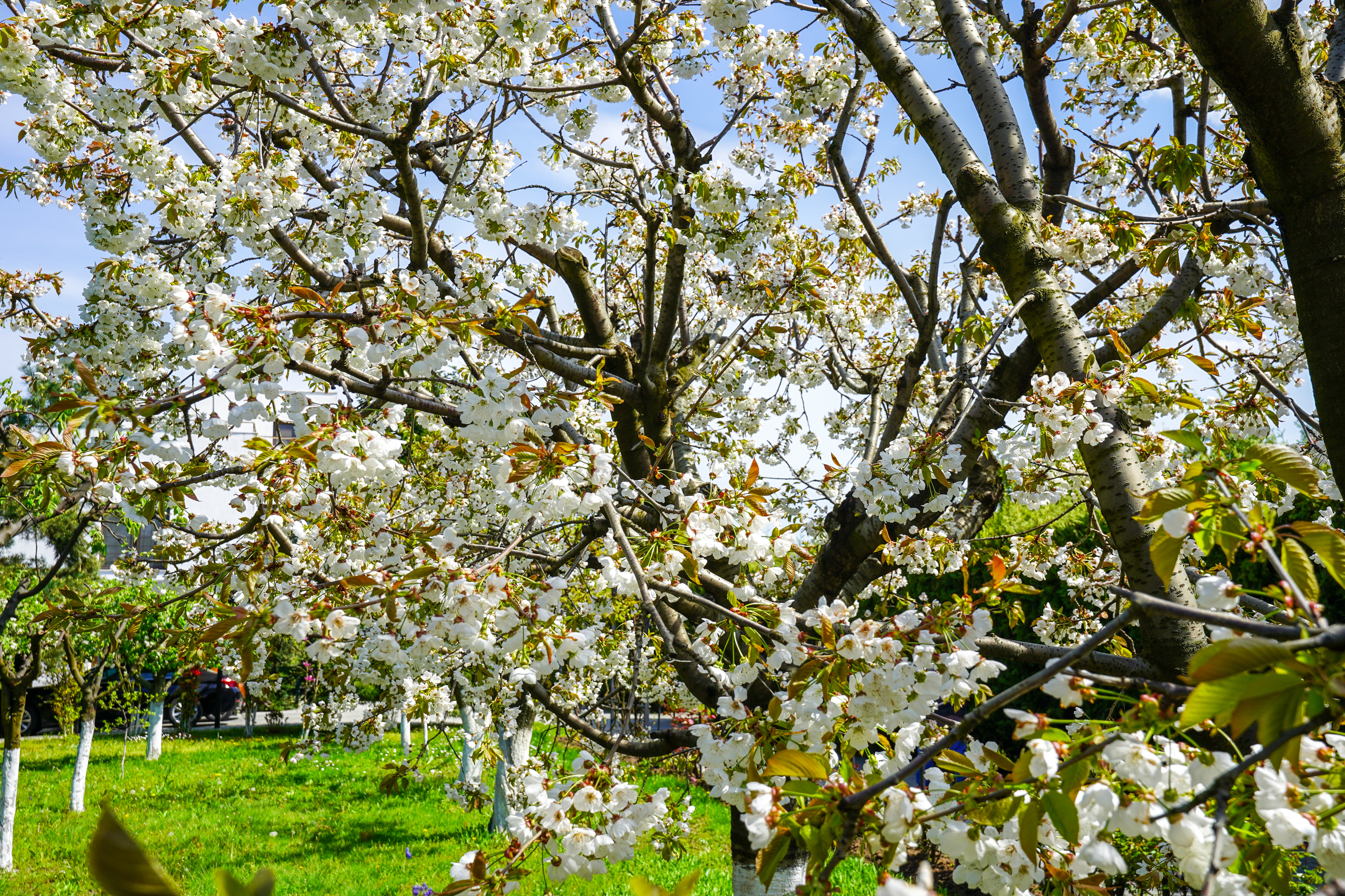  Luxury Villa in a Prime Educational Hub, Pipera - 物件實景