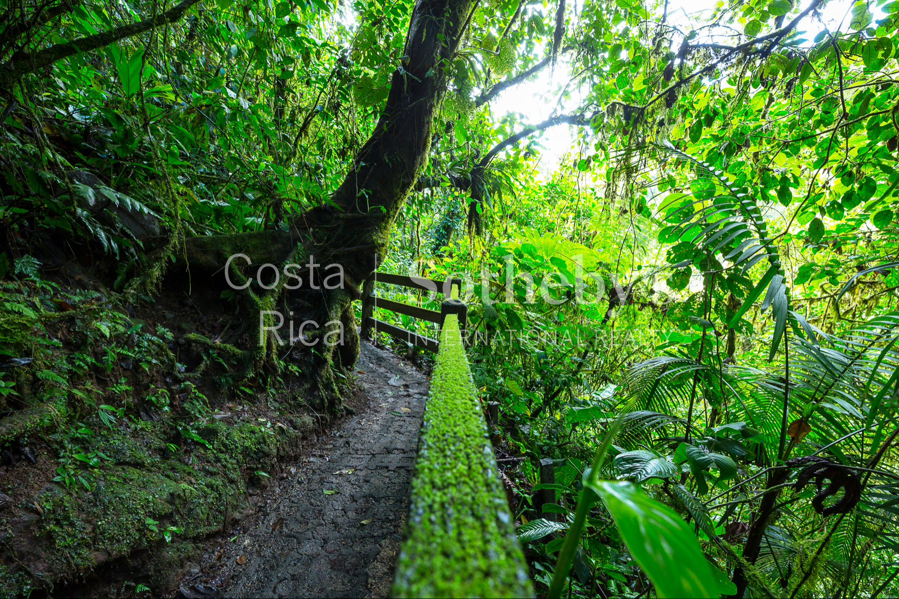  300ha Conservation of Tropical Rainforest - 物件實景