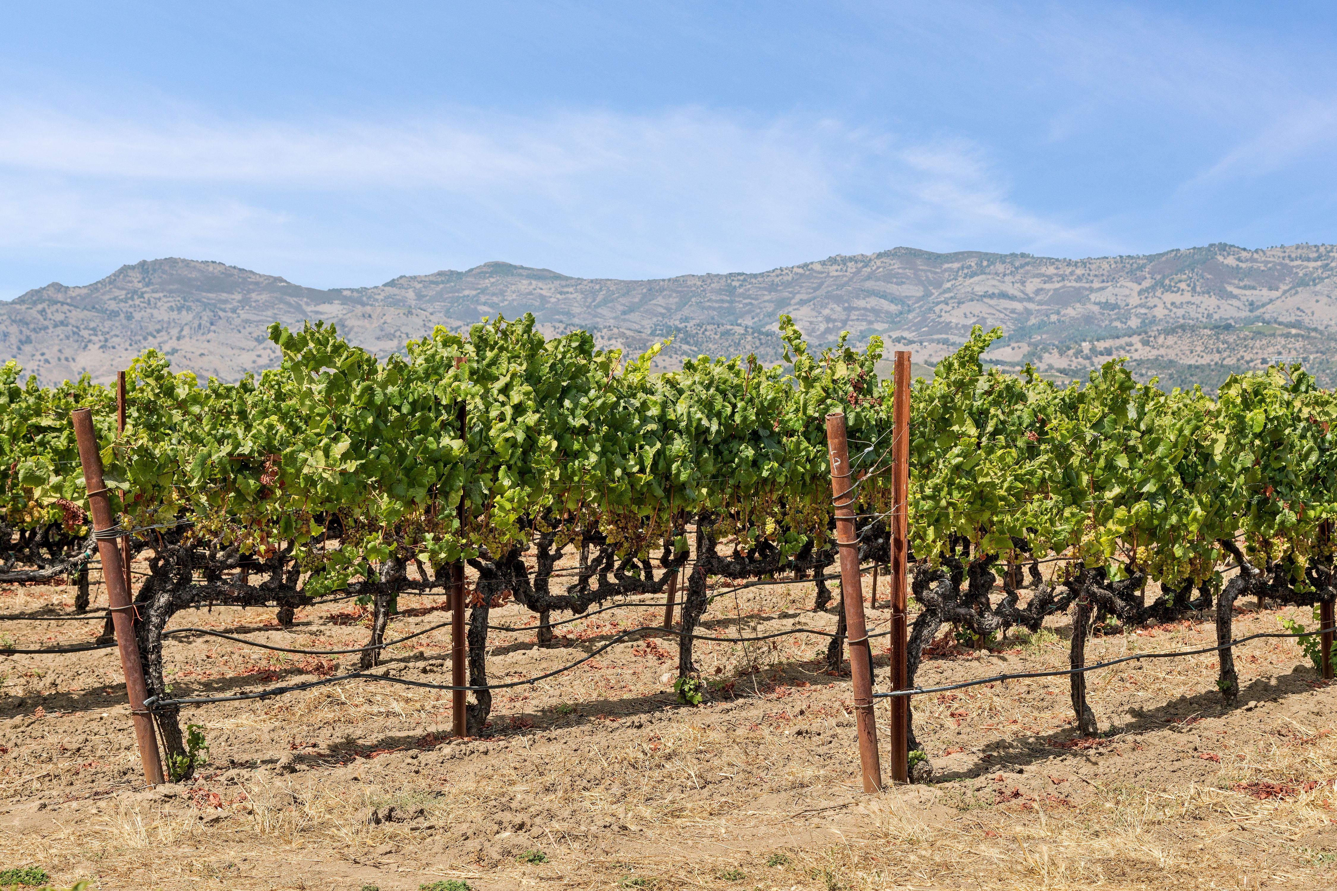  Extraordinary Napa Valley Estate - 物件實景