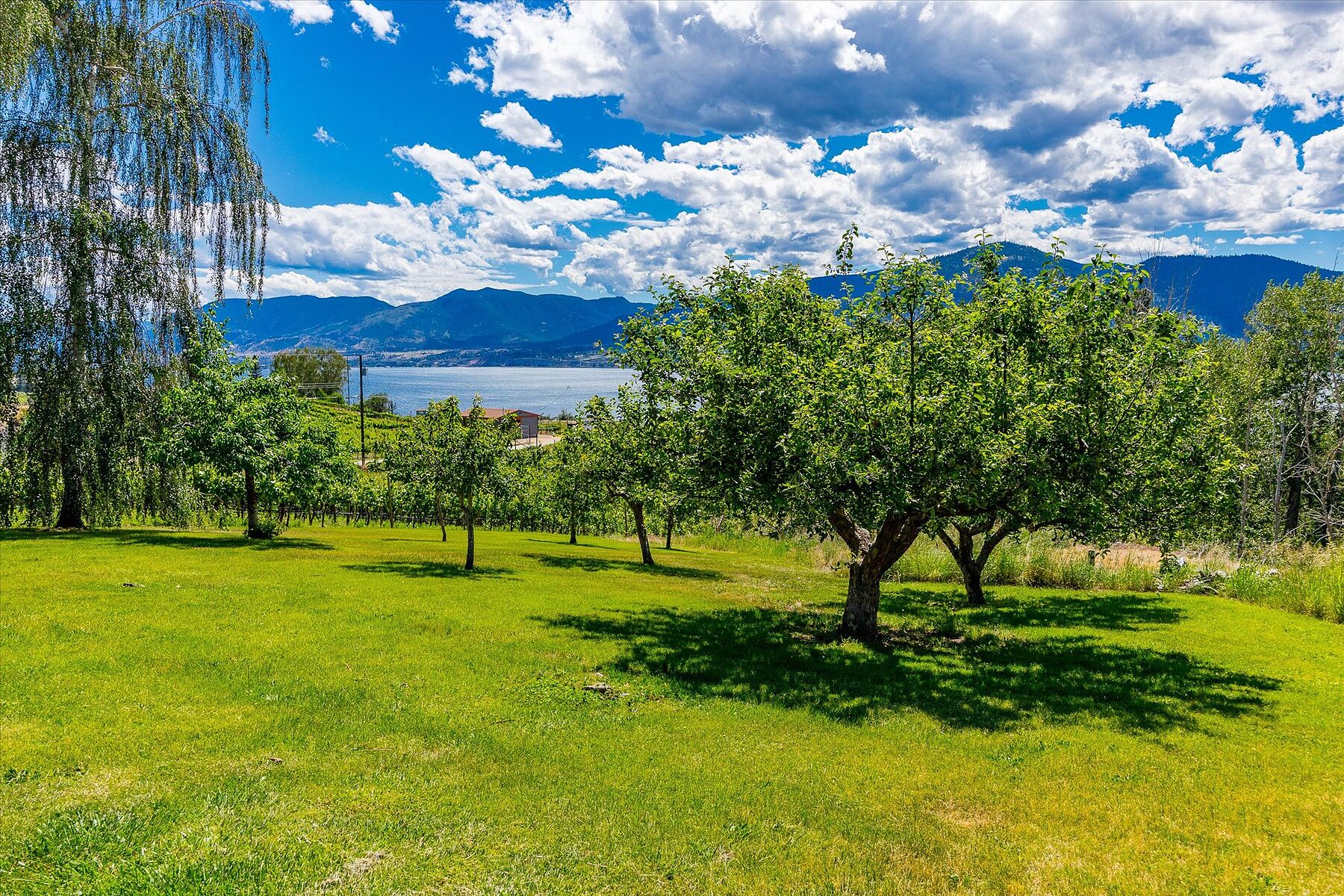  Multiple Homes on a Vineyard - 物件實景