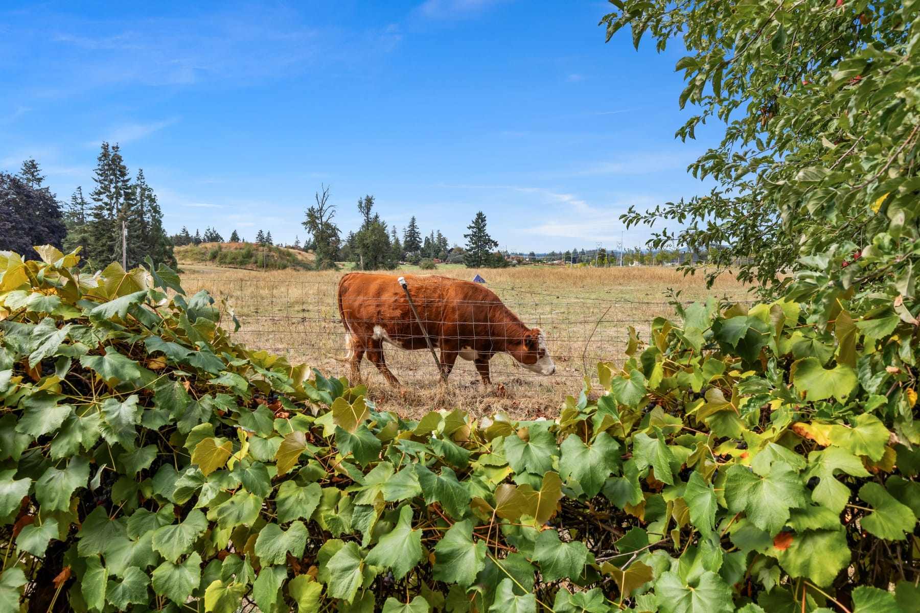  16370 Bell ST Sandy, OR 97055 - 物件實景