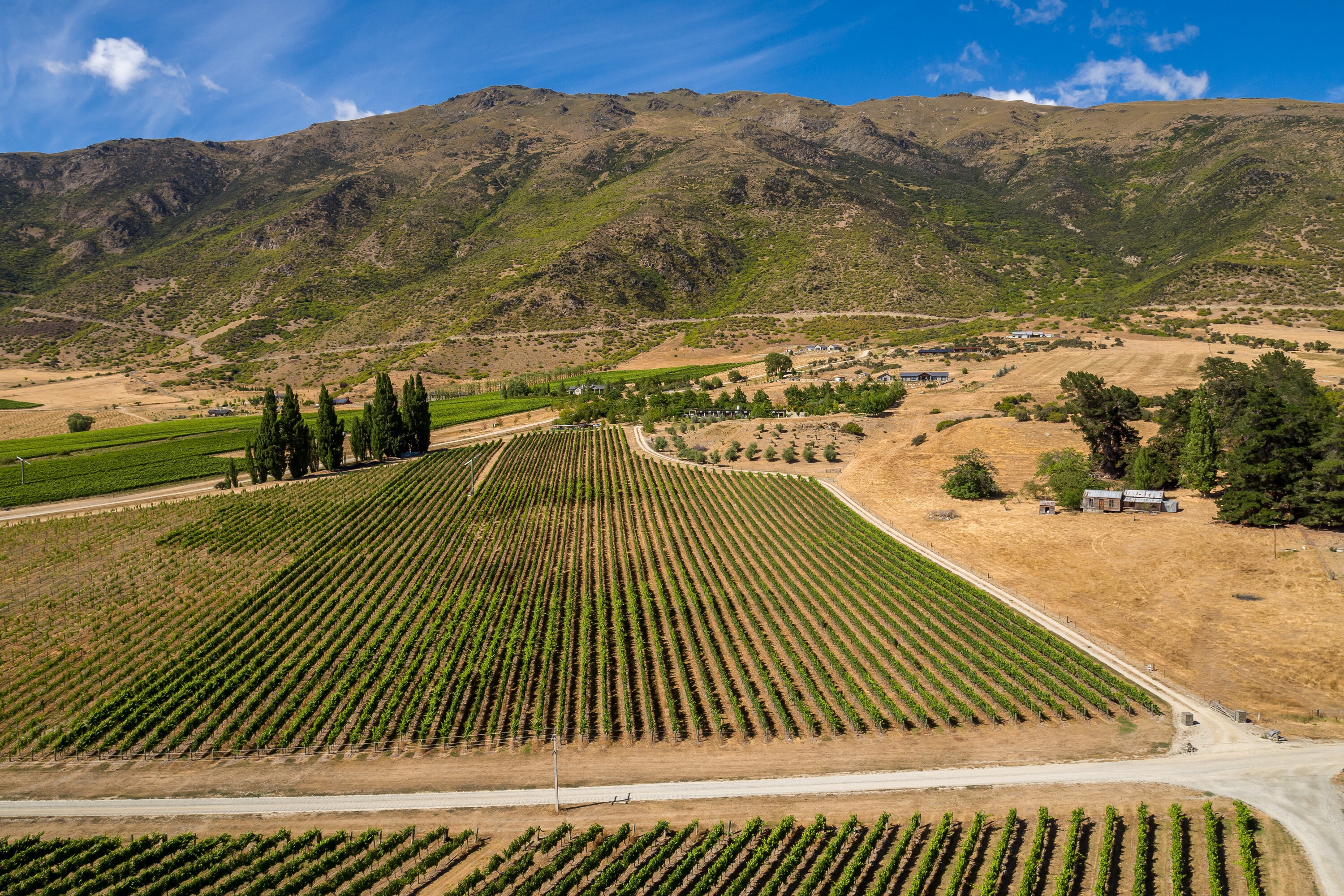  Award Winning Vineyard - 物件實景