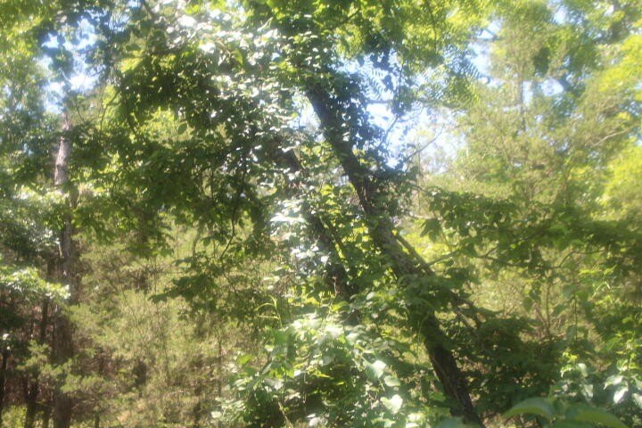 Polk, Missouri, 65727, United States, ,Land,For Sale,1980569