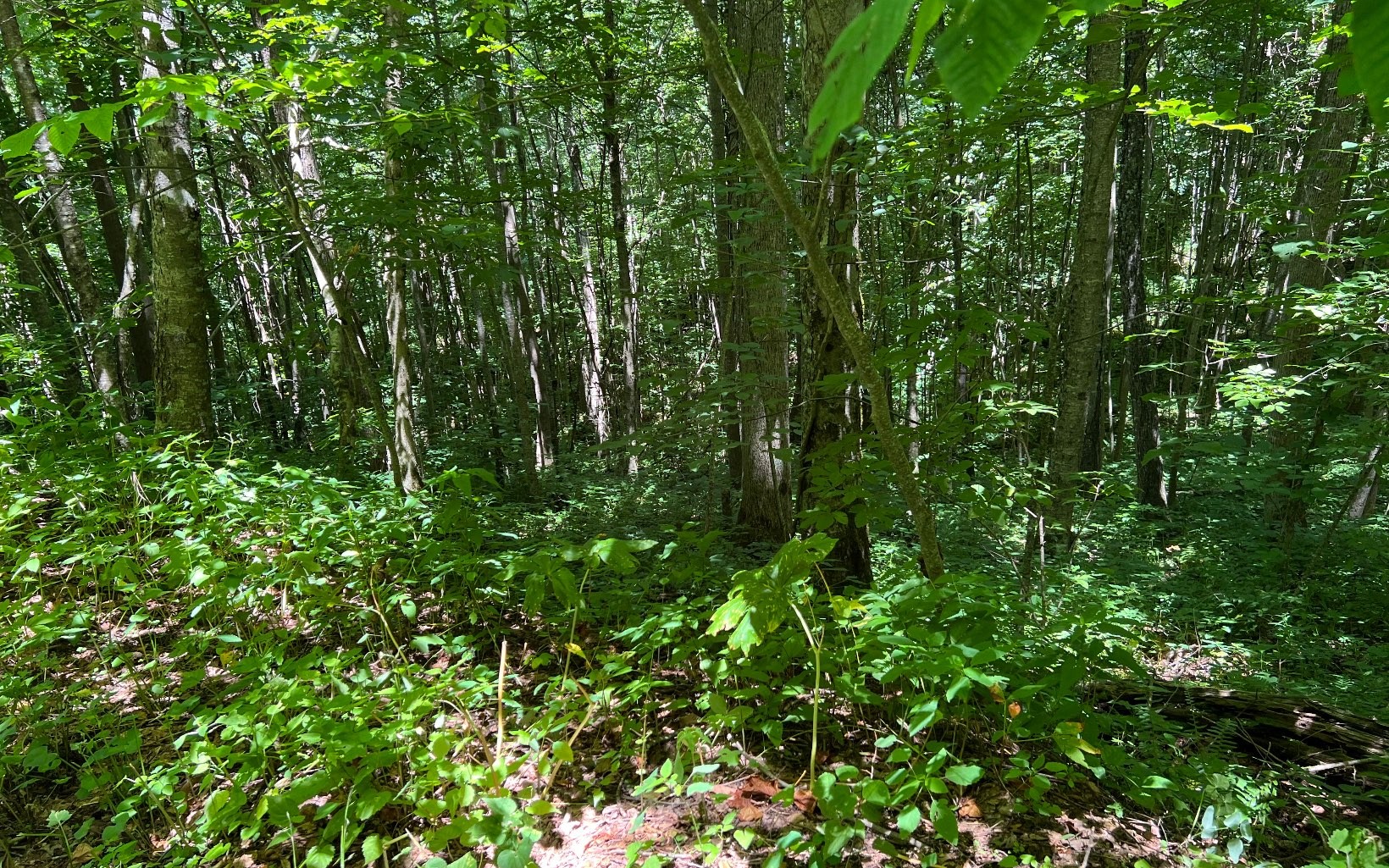 101ac Lori'S Mountain, Hayesville, North Carolina, 28904, United States, ,Residential,For Sale,101ac Lori'S Mountain,1304629
