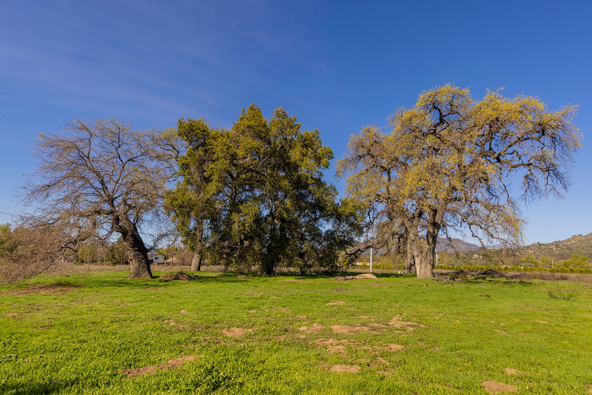  1201 Grand Avenue, Ojai, CA 93023 - 物件實景