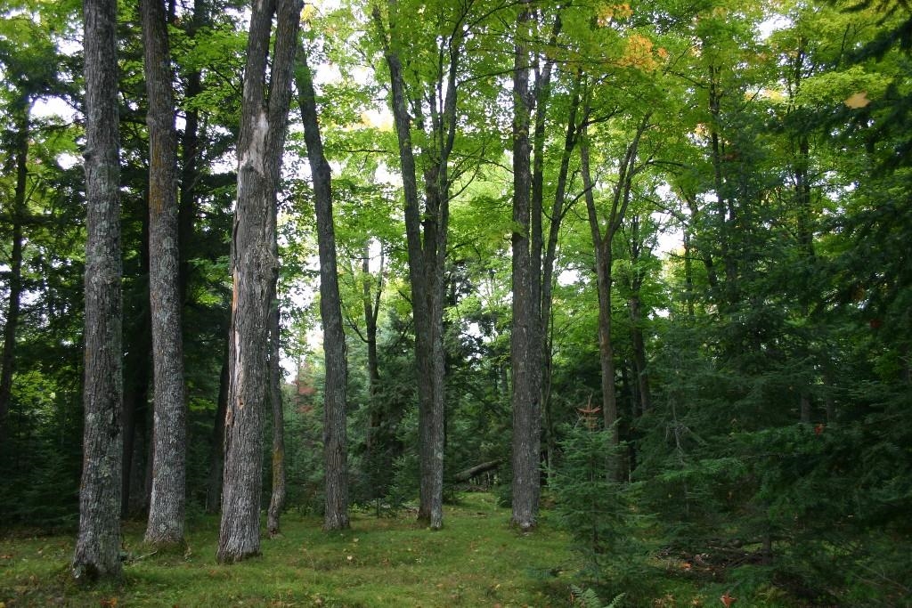 Butternut, Wisconsin, 54514, United States, ,Residential,For Sale,1921385