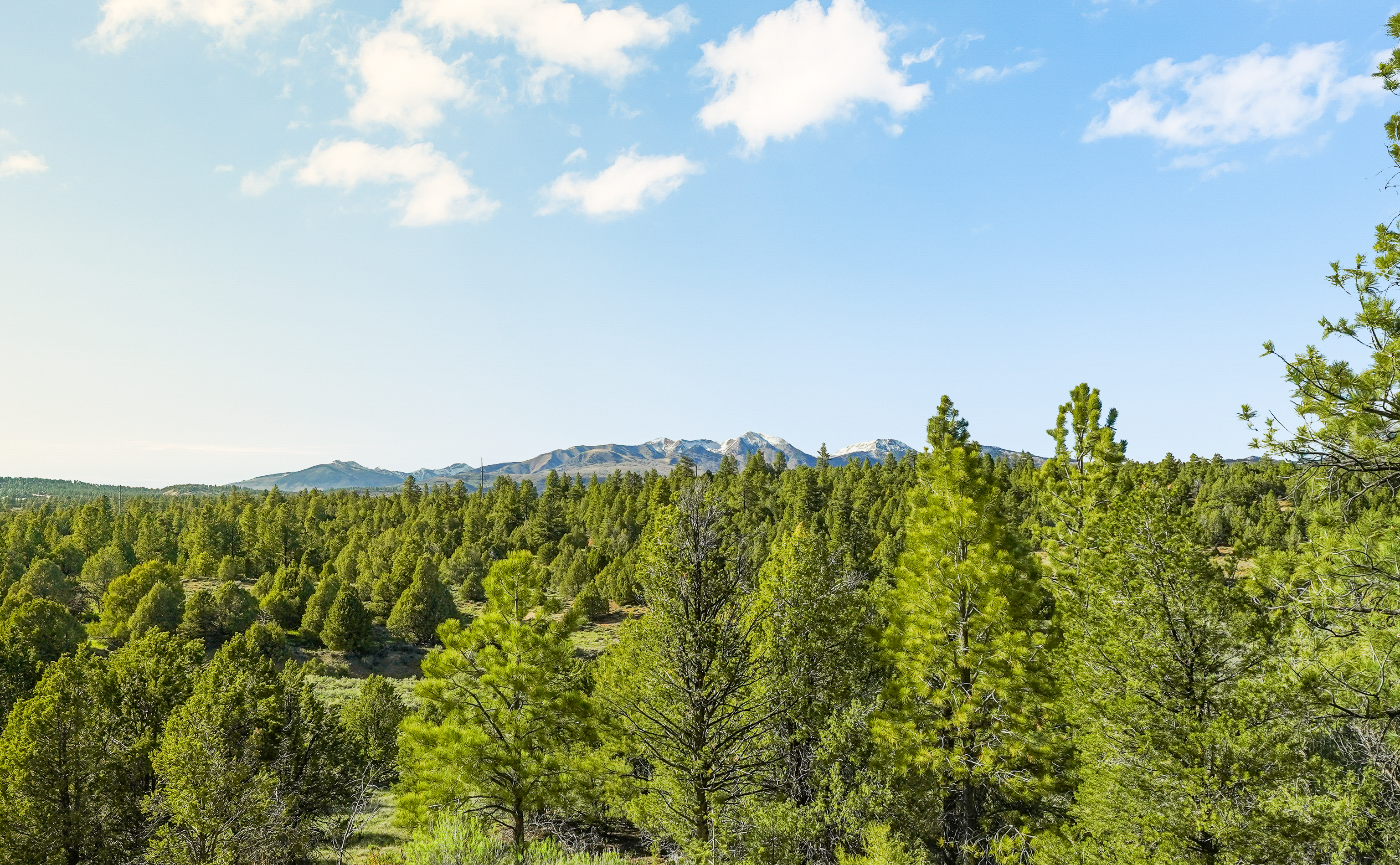  287 Wildcat Trail, Durango, CO 81326 - 物件實景
