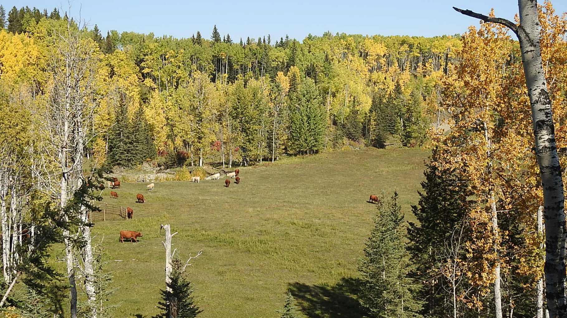 RURAL FOOTHILLS COUNTY, Alberta, T0L 1K0, CA, ,Residential,For Sale,1836944