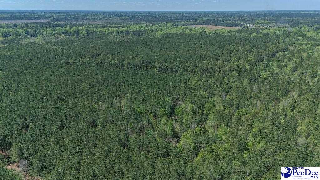 1315 Hill Harrell Road, Effingham, South Carolina, 29541-3179, United States, ,Land,For Sale,1315 Hill Harrell Road,1501598