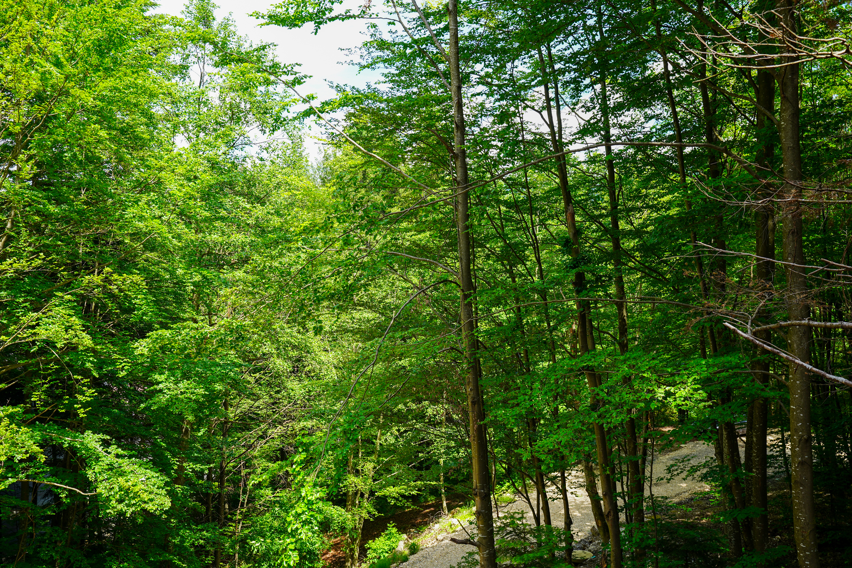  Modern Apartment with Private Garden at the Edge of the Forest, Sinaia - 物件實景