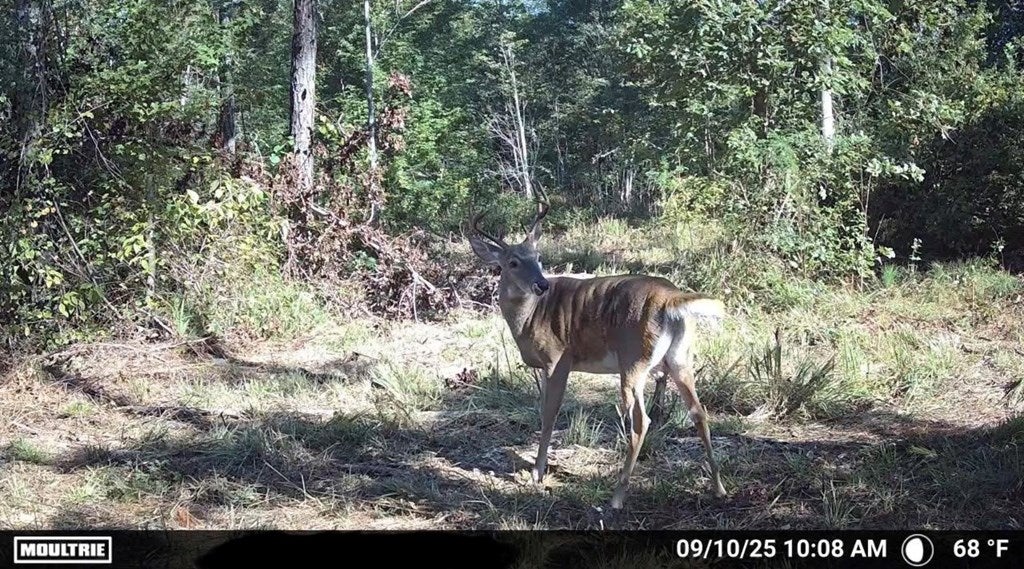 Abbeville, Georgia, 31001, United States, ,Land,For Sale,1975130
