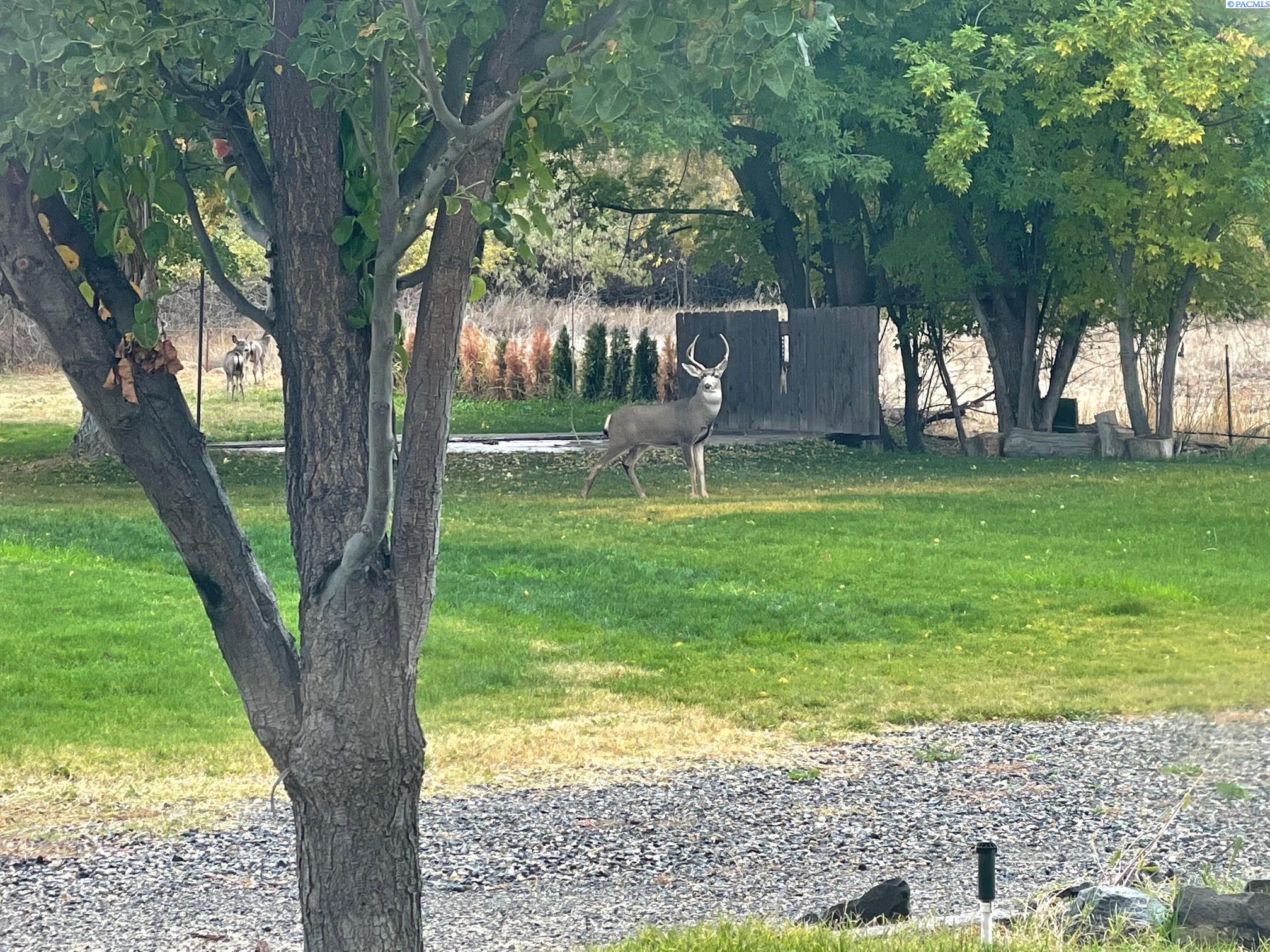 Richland, Washington, 99354, United States, 3 Bedrooms Bedrooms, ,2 BathroomsBathrooms,Residential,For Sale,1978459