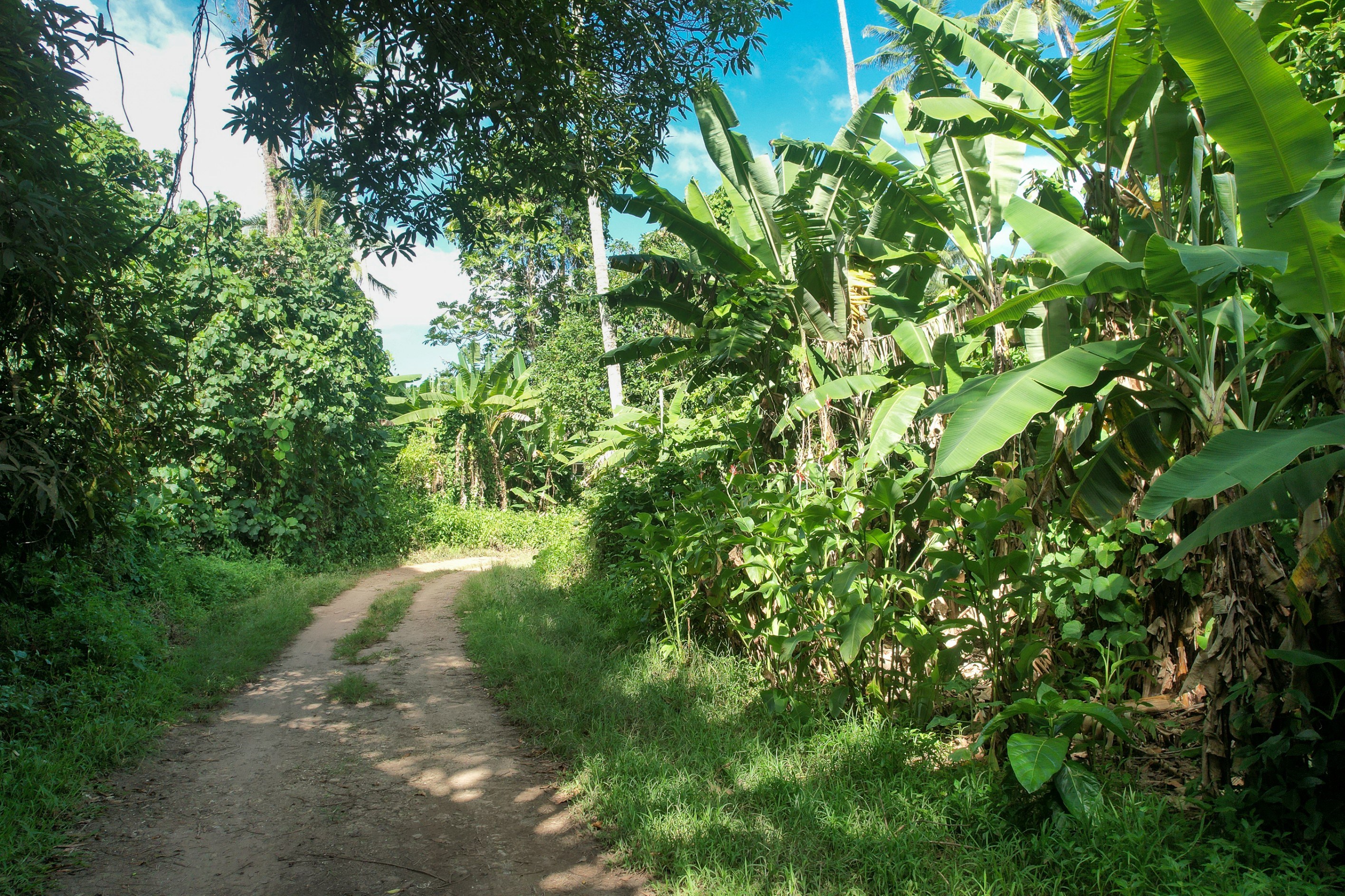  Moorea – Vaiare – Large plot near the dock - 物件實景