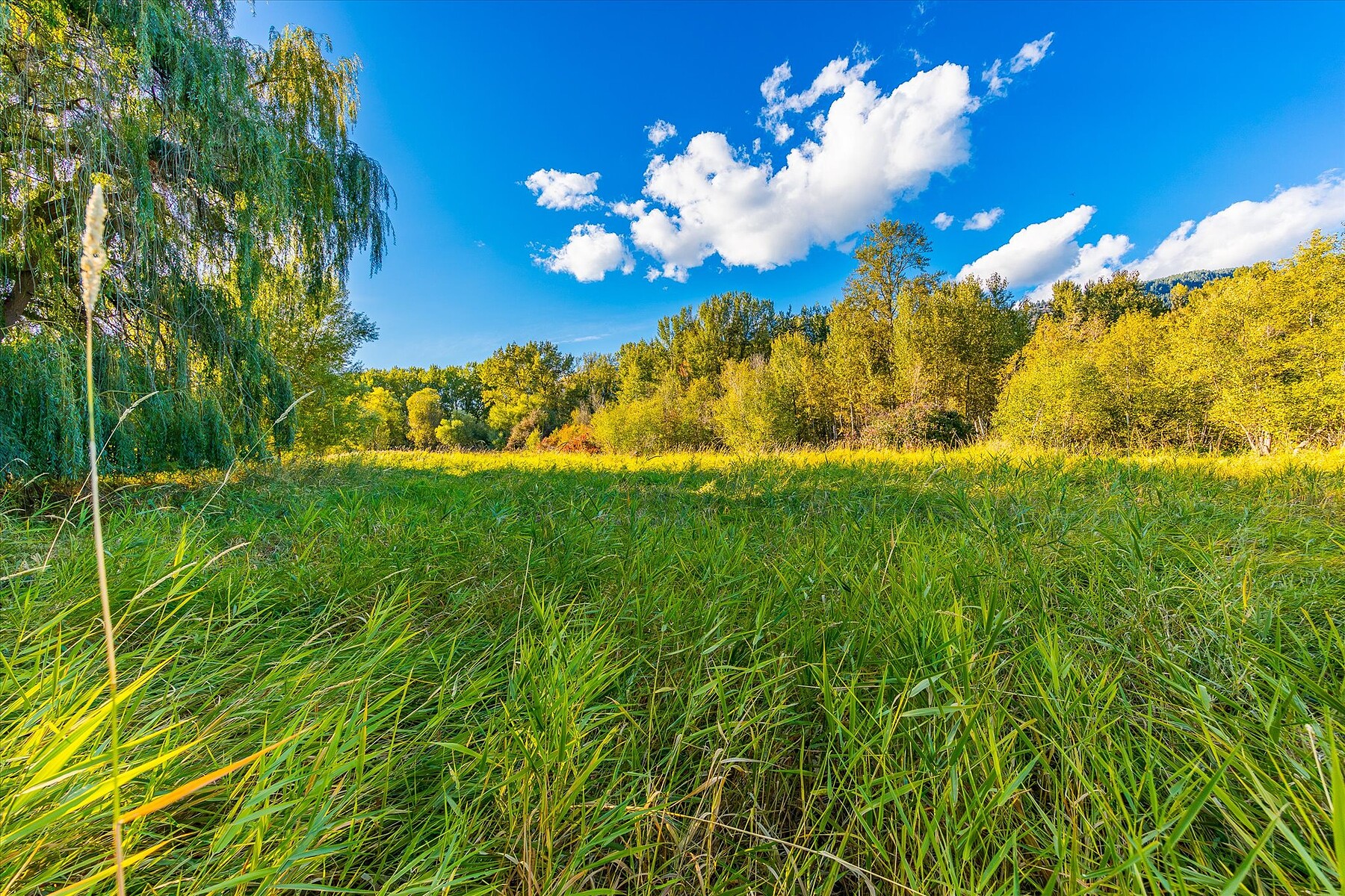  Welcome to Springfield Marsh - 物件實景