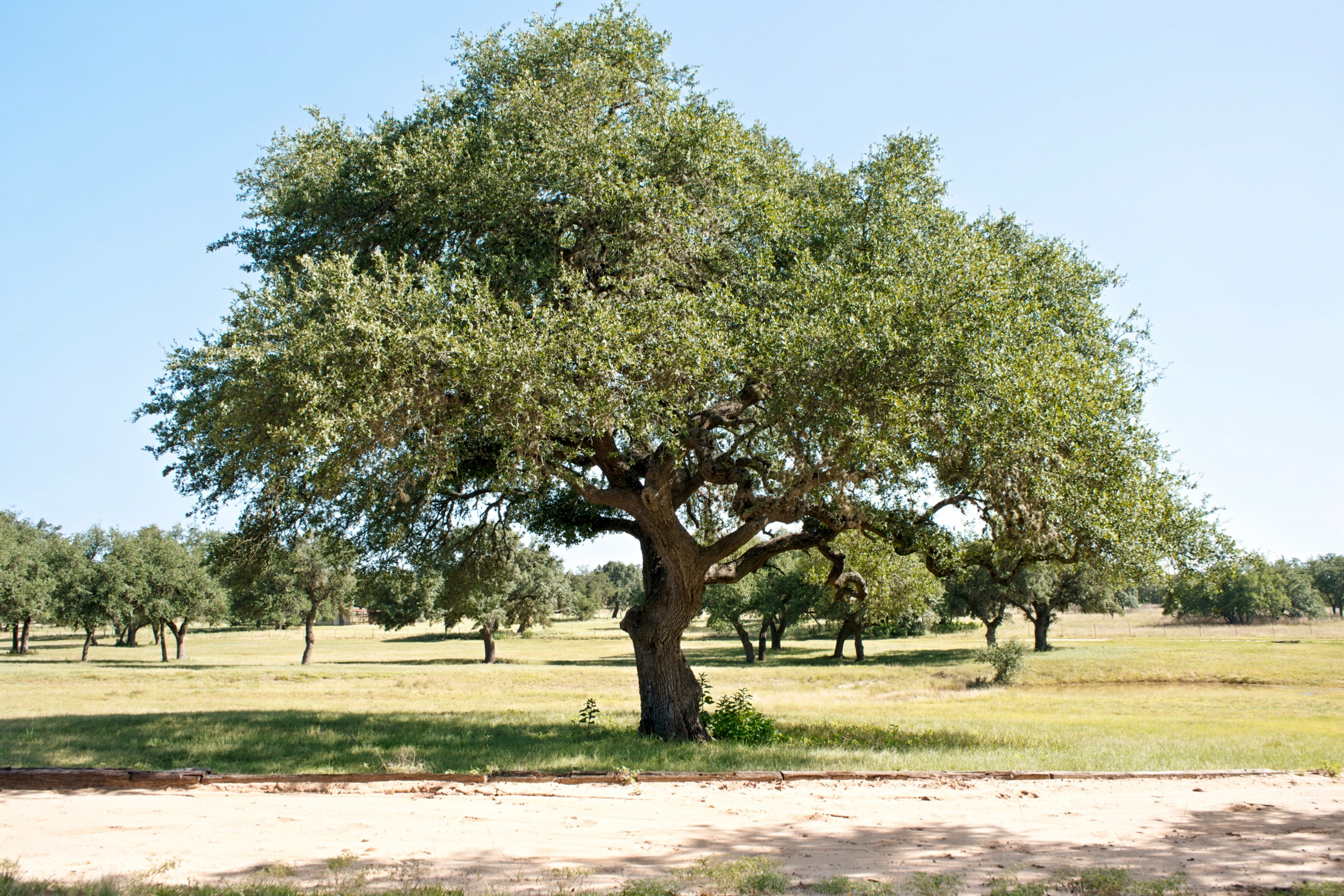  Uballe Ranch in Blanco County - 物件實景