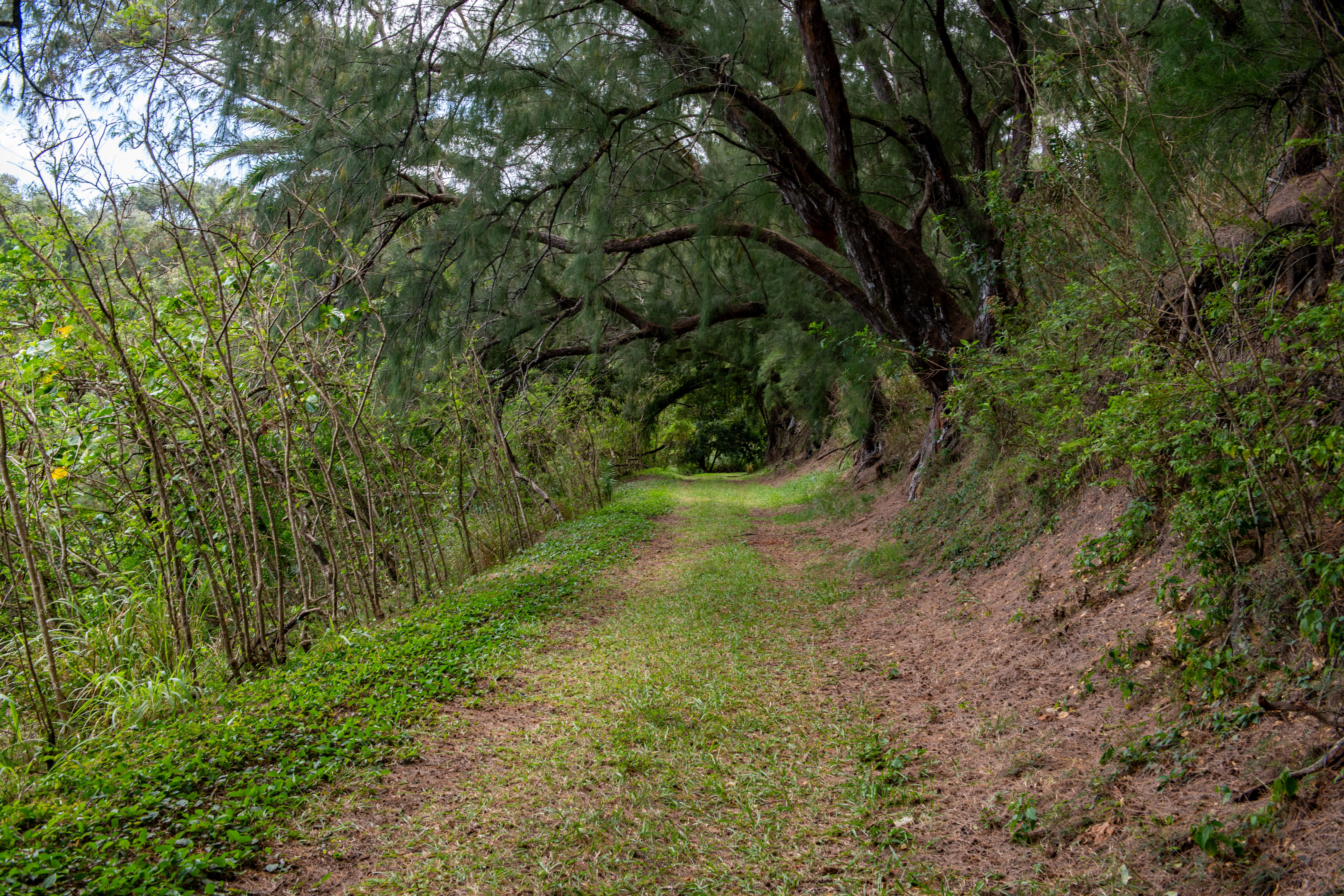 53-4223 Pratt Road, Kapaau, HI 96755 - 物件實景