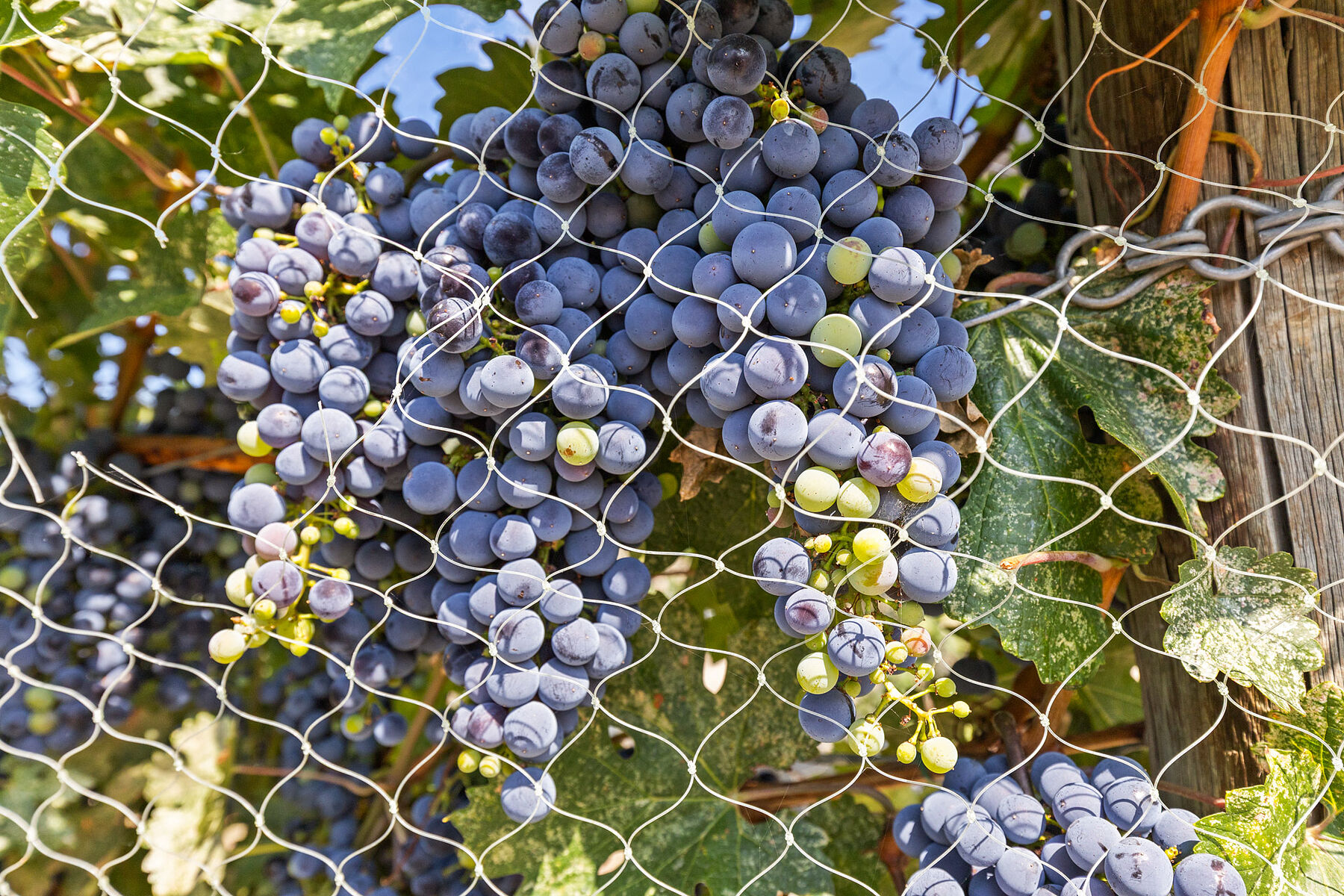  Boutique Okanagan Winery - 物件實景