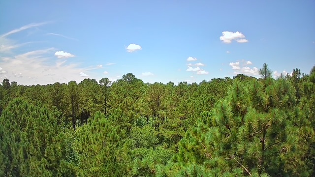 Reevesville, South Carolina, 29471, United States, ,Land,For Sale,1868815
