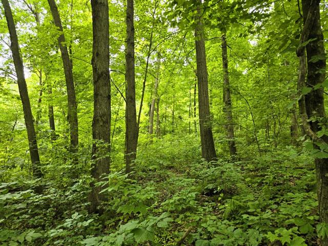Soldiers Grove, Wisconsin, 54655, United States, ,Residential,For Sale,1904282