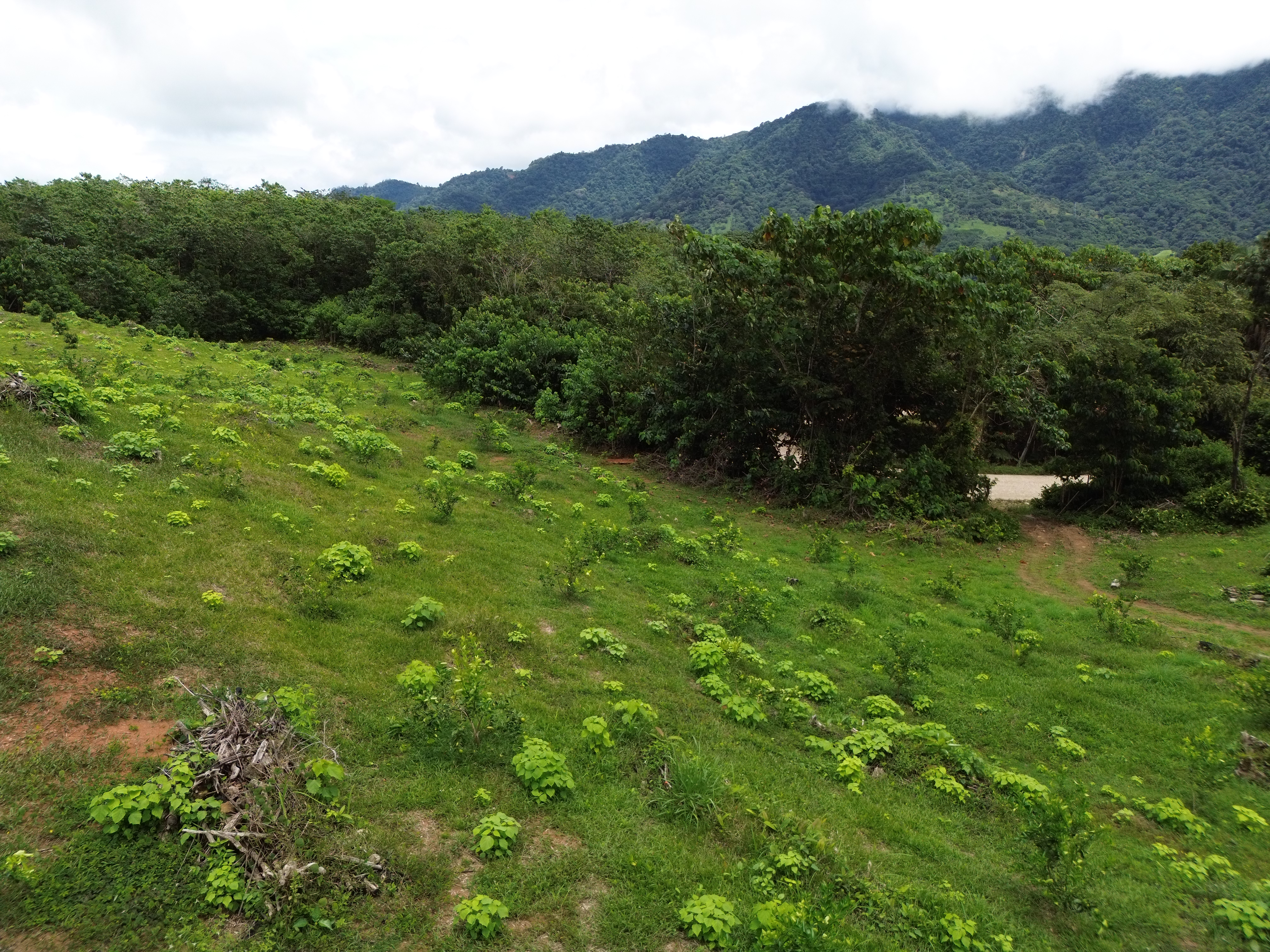 Palmar Norte, Palmar, Puntarenas, CR, ,Land,For Sale,Palmar Norte,1667866