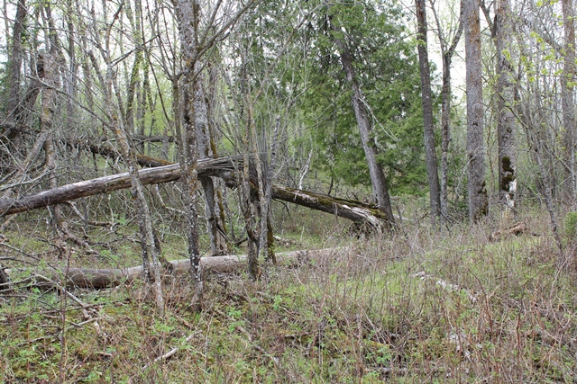 Deer River, Minnesota, 56636, United States, ,Land,For Sale,1974863