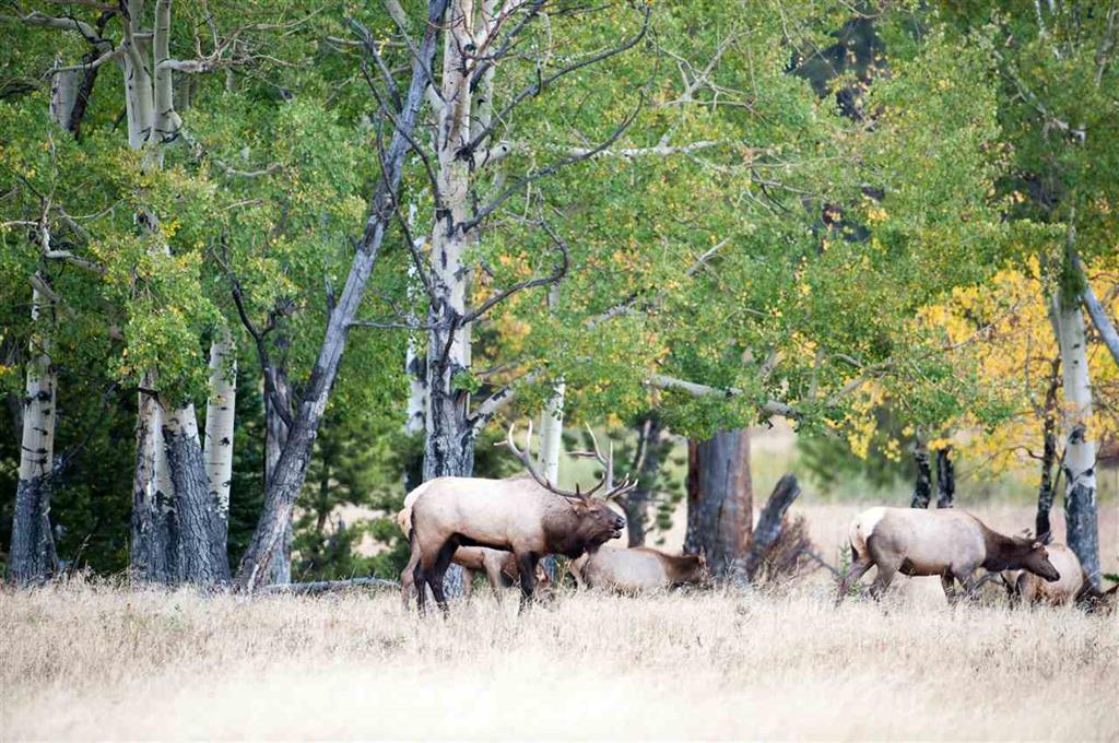 235 Lupine Dr., Crested Butte, Colorado, 81224, United States, ,Land,For Sale,235 Lupine Dr.,1431090